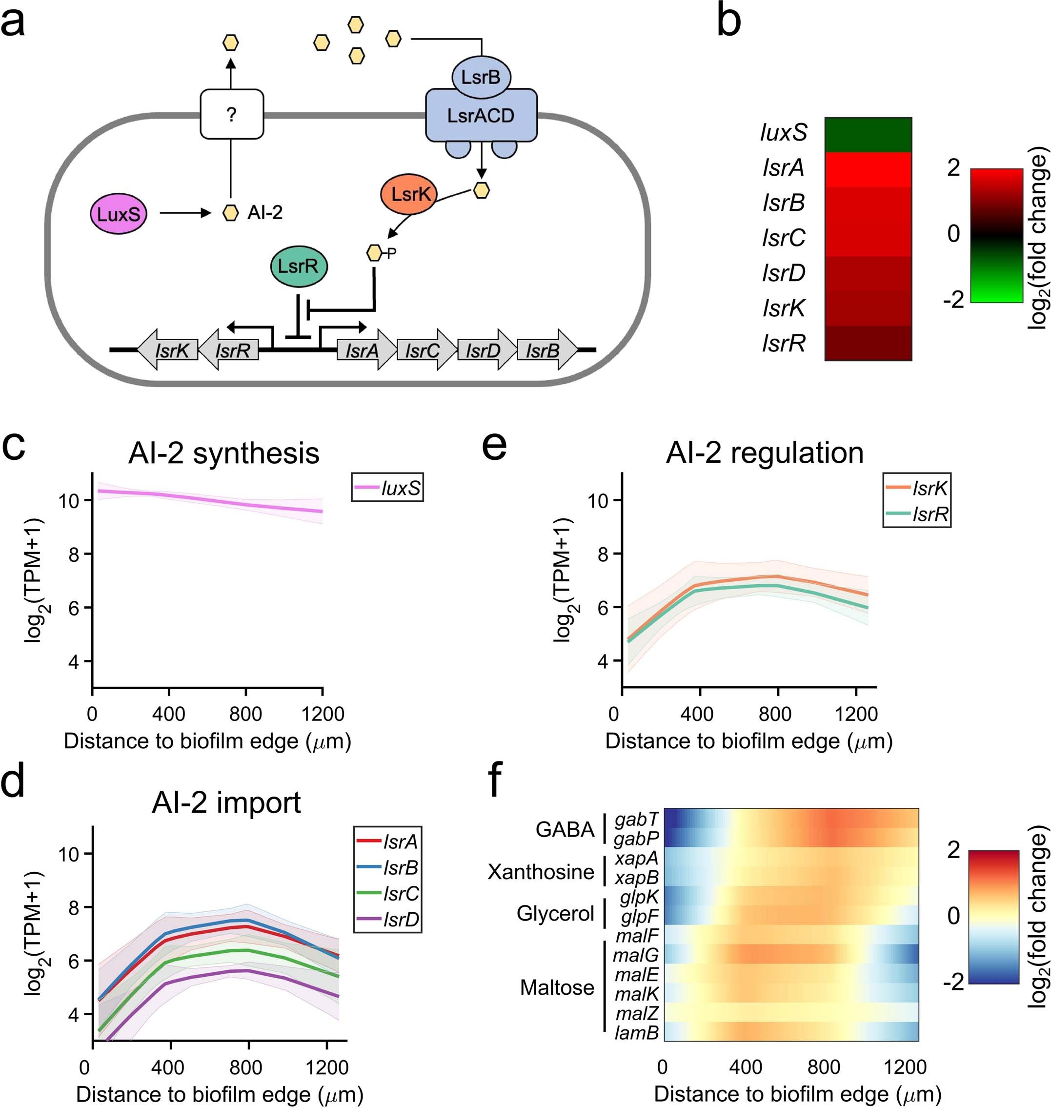 Extended Data Fig. 7: Spatial profiles of AI-2-QS-related genes in biofilm.