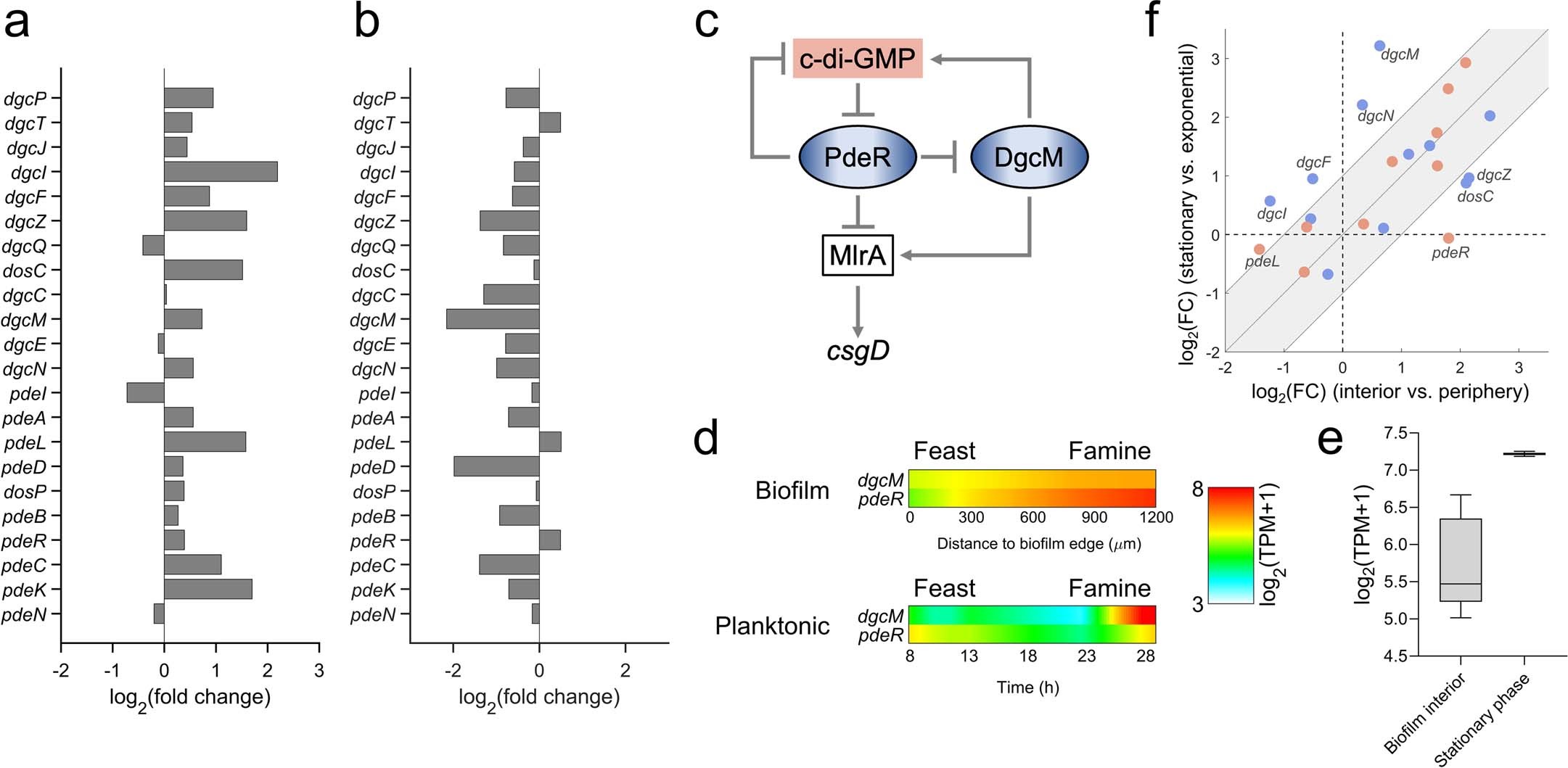 Extended Data Fig. 8: Signaling mediated by c-di-GMP in E. coli biofilm.