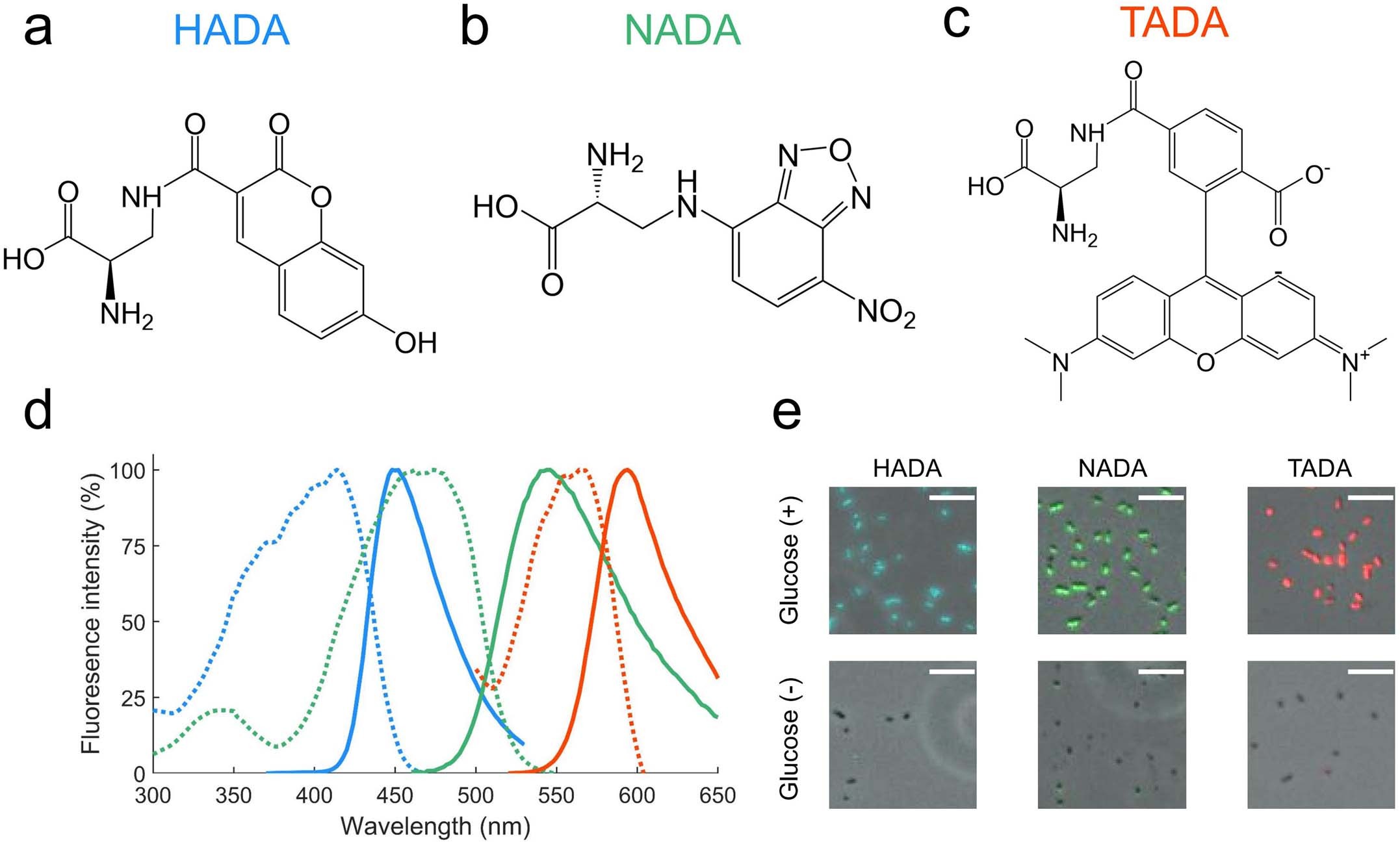 Extended Data Fig. 1: Molecular structures and fluorescent spectrums of FDAAs used in spatially resolved labeling of biofilm.