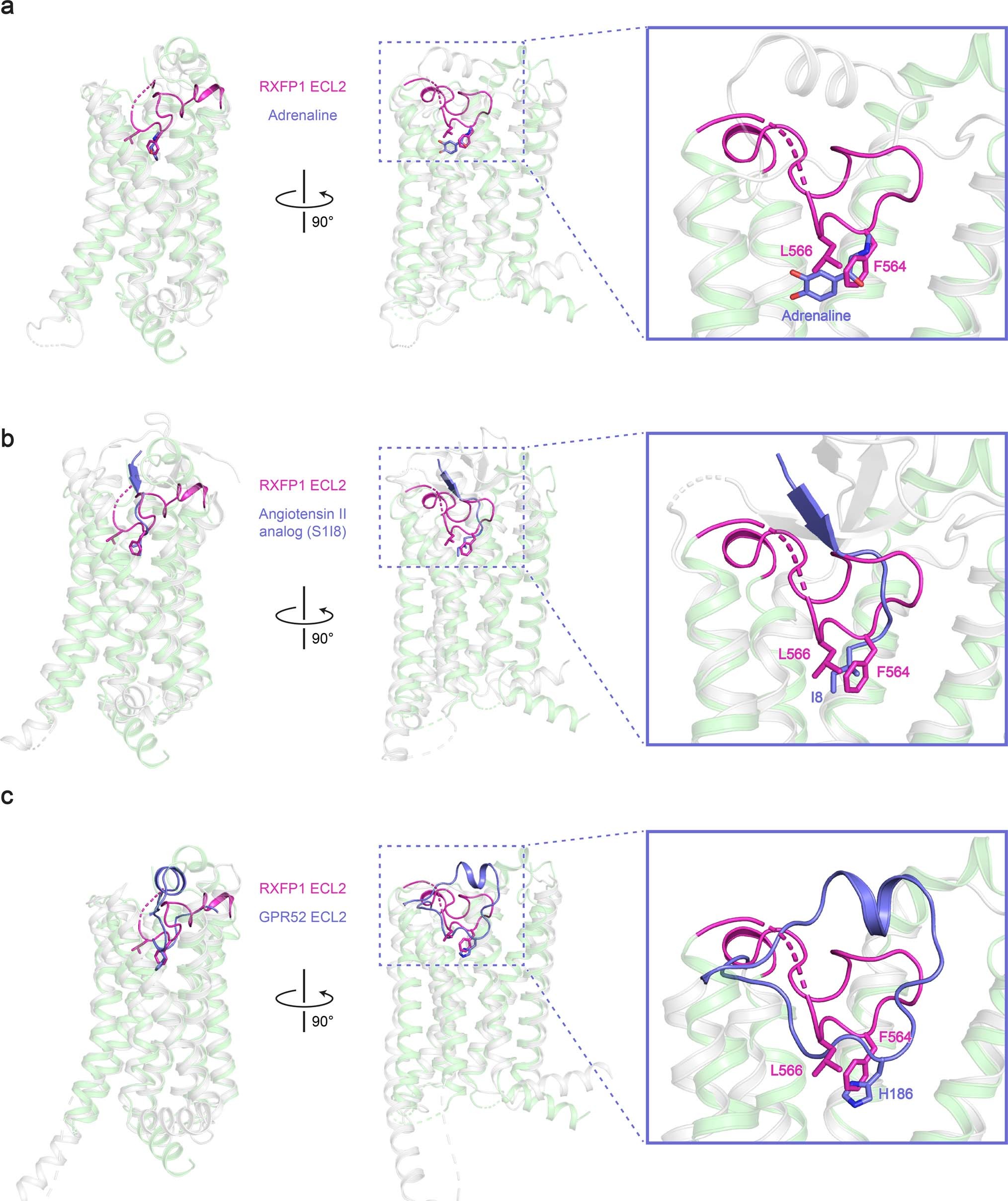 Extended Data Fig. 4: Alignments of RXFP1’s ECL2 with GPR52 and family A orthosteric agonists.