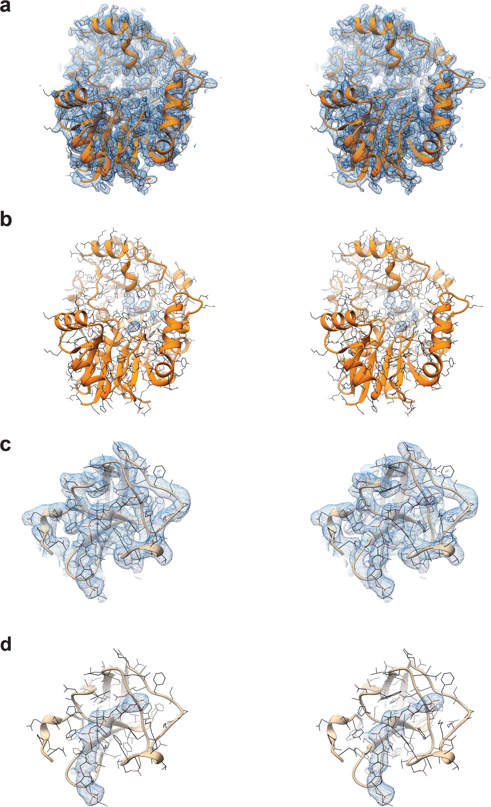 Extended Data Fig. 3: Local stereo views of CroT in complex with CMP, and of the SH3b domain in complex with polymer.