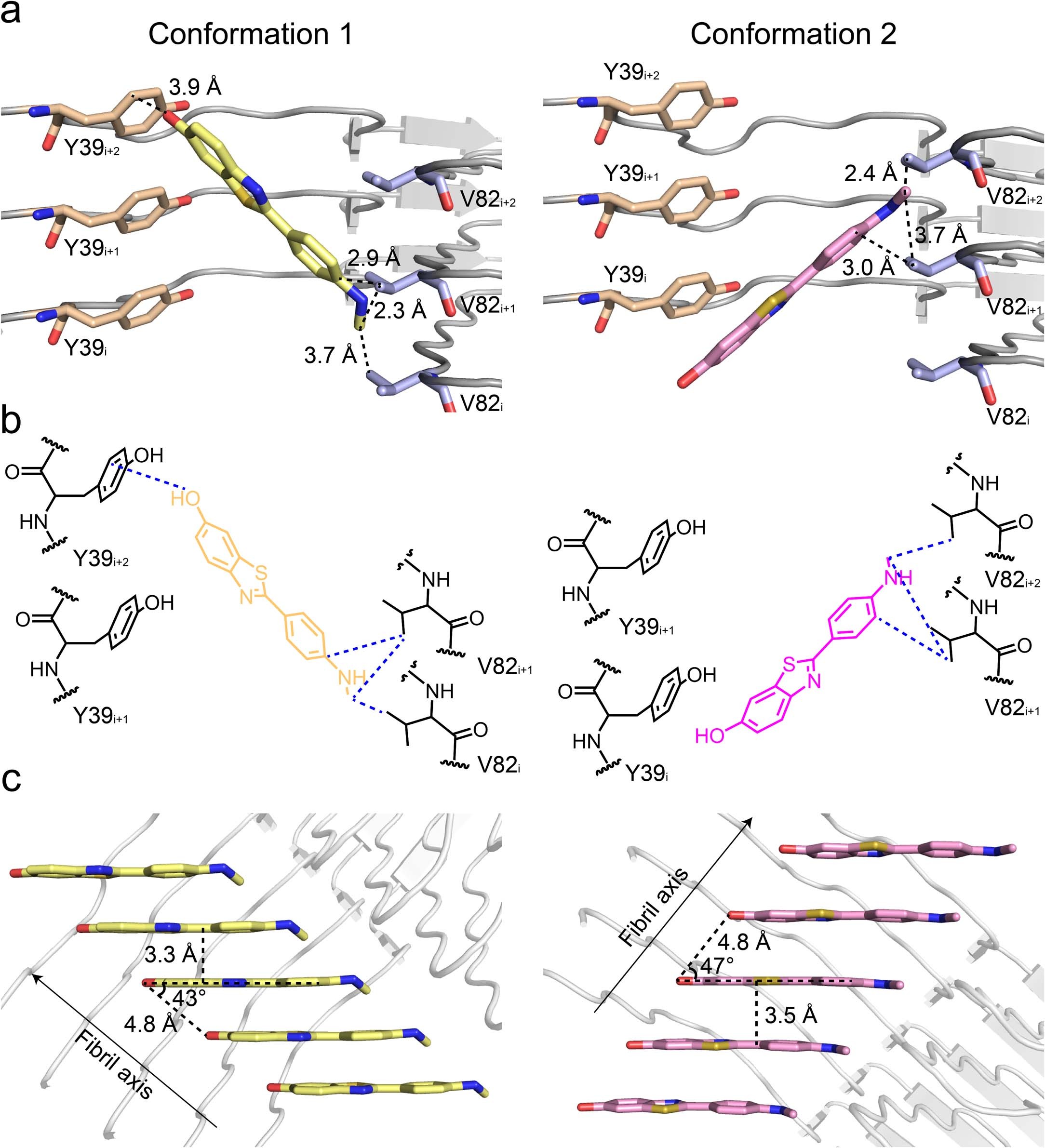 Extended Data Fig. 10: Interactions between PiB and the N-pocket of α-syn fibril.