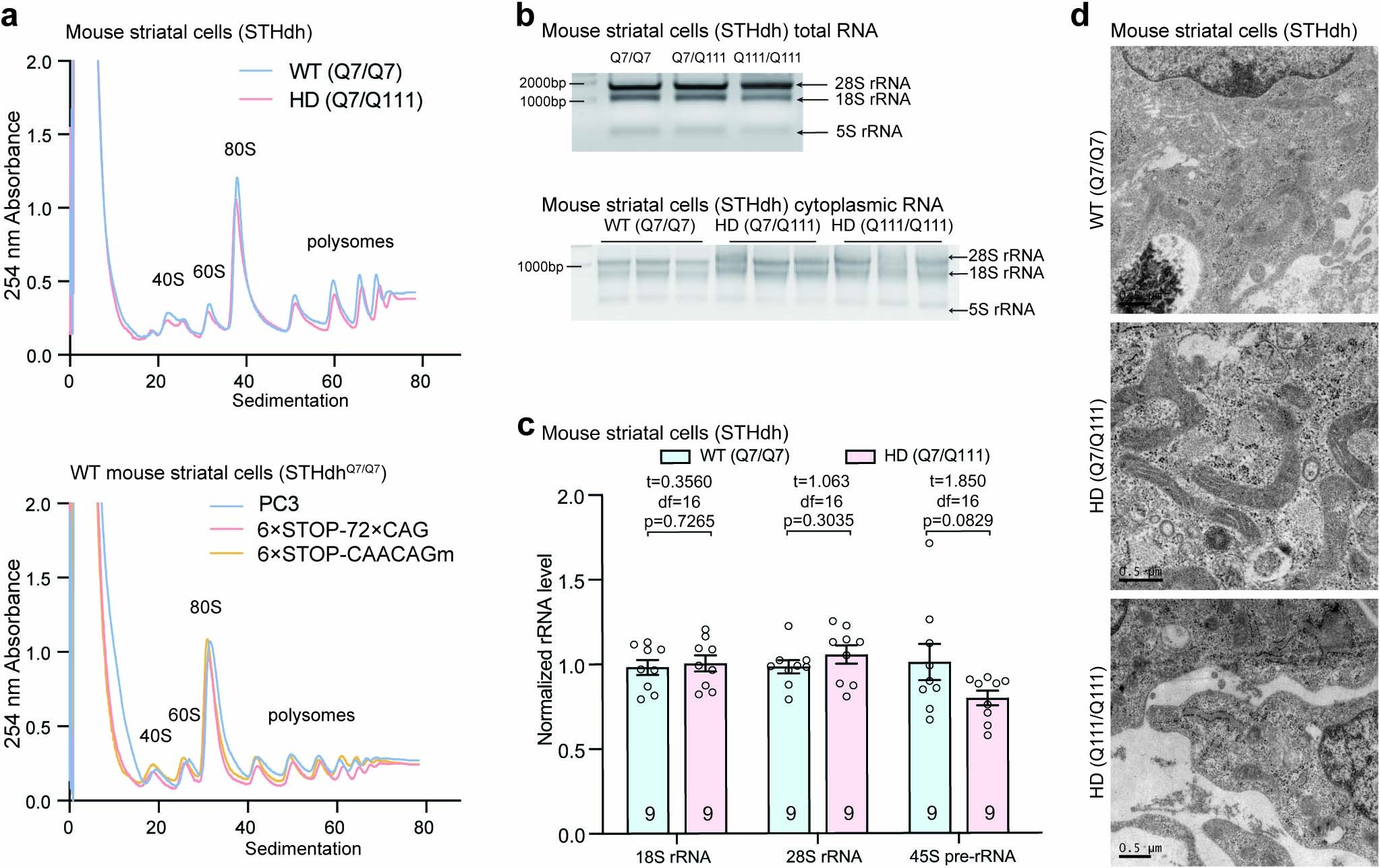 Extended Data Fig. 5: The eCAGr RNA in mouse striatal cells did not affect ribosome biogenesis.