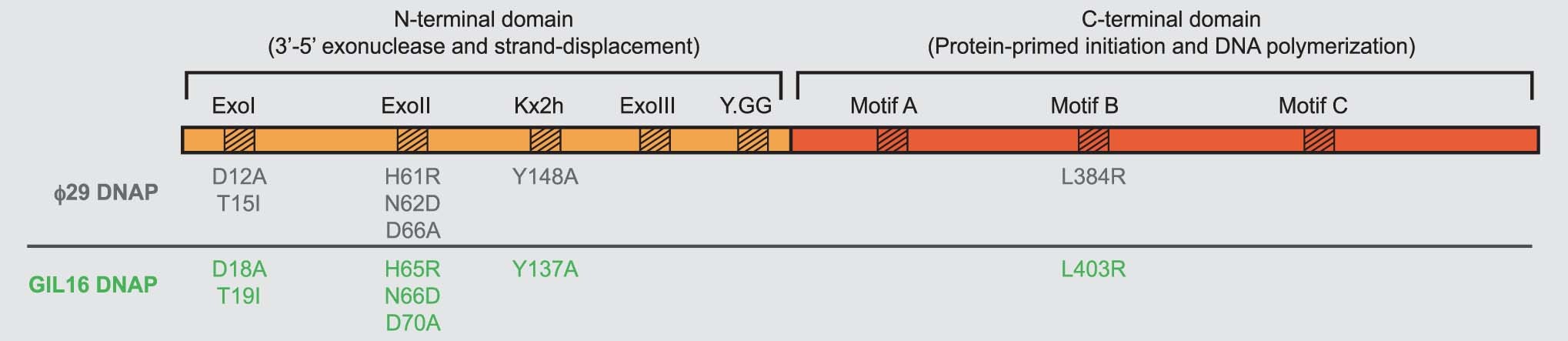 Extended Data Fig. 7: Rational search for target mutation sites through sequence alignment.