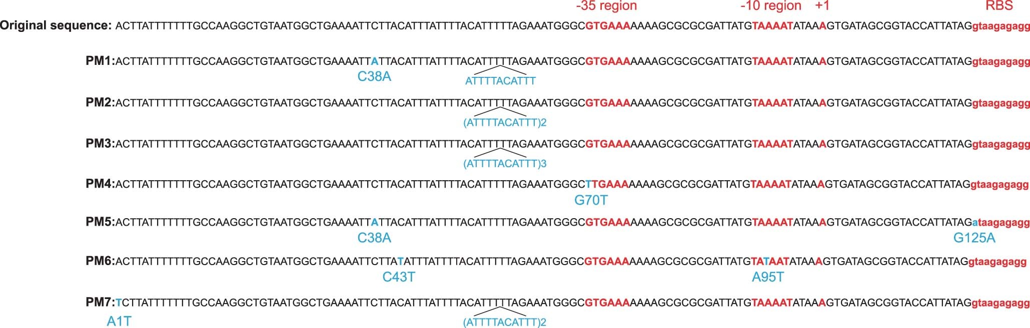 Extended Data Fig. 8: Sequences of promoter variants obtained by continuous evolution.