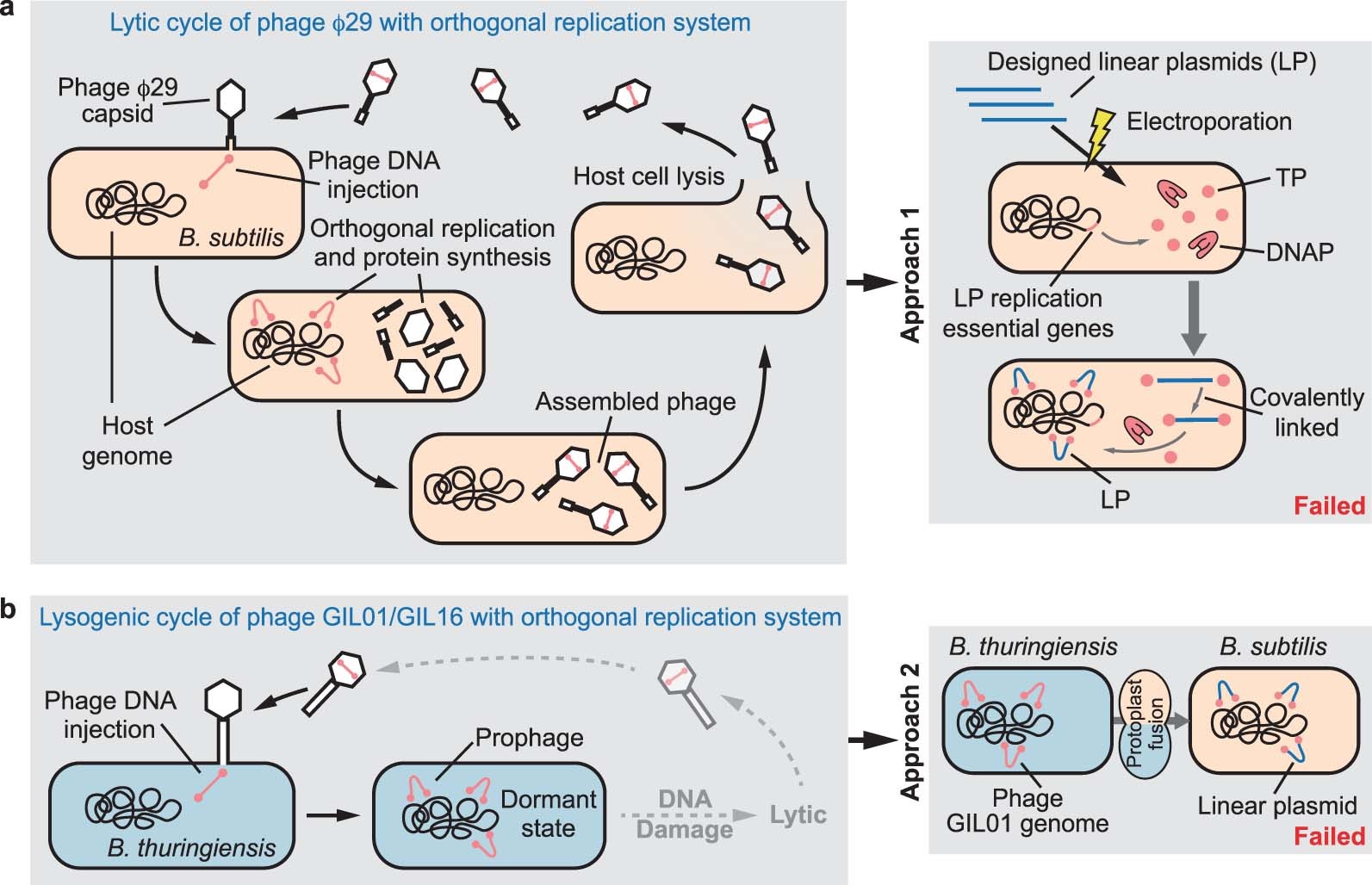 Extended Data Fig. 1: The first two approaches to construct linear plasmids based on lytic phage and temperate phage in B. subtilis.