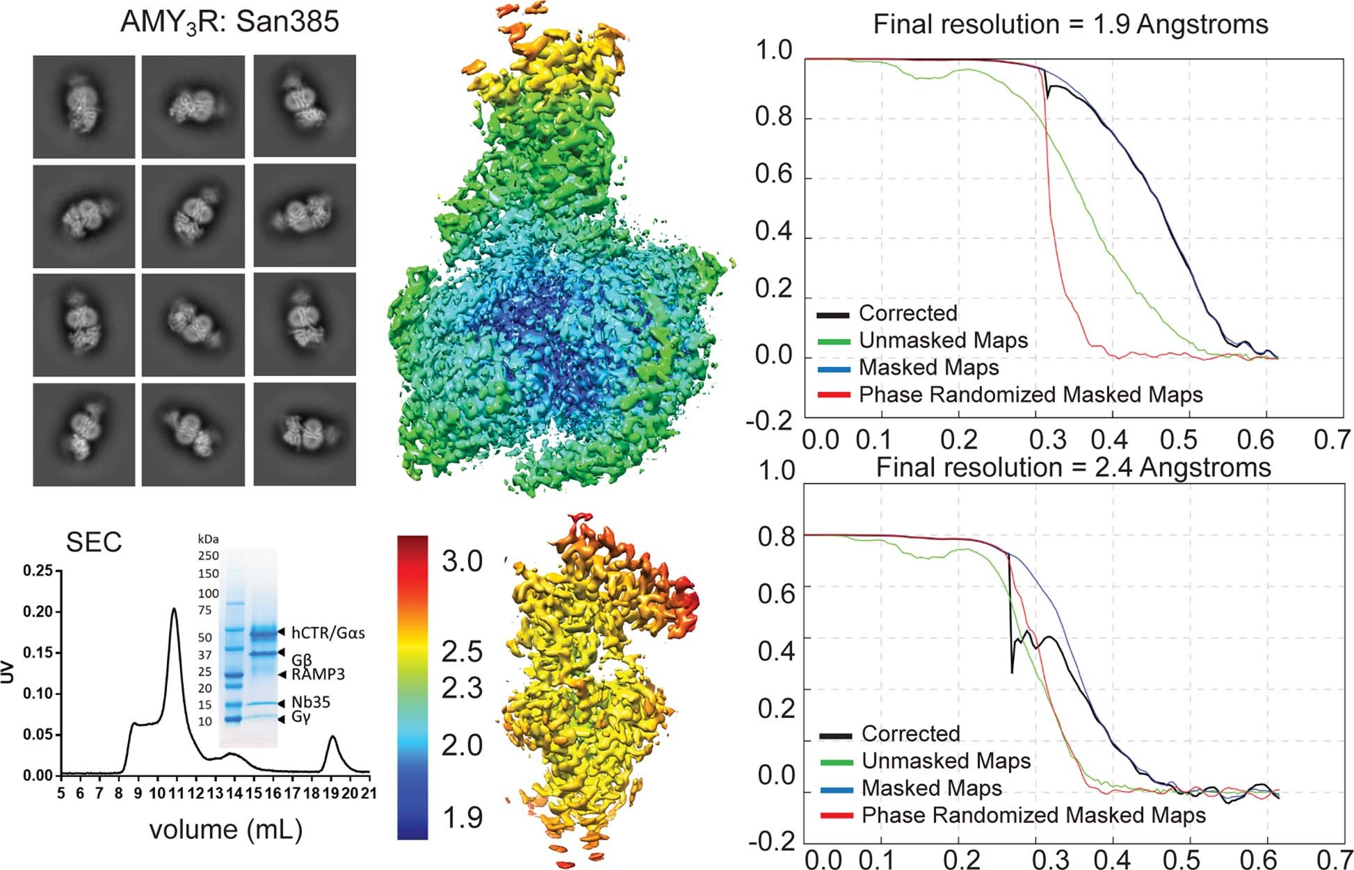 Extended Data Fig. 2: Purification and cryo-EM data imaging and processing of active, Gs-coupled AMY3R bound to San385.