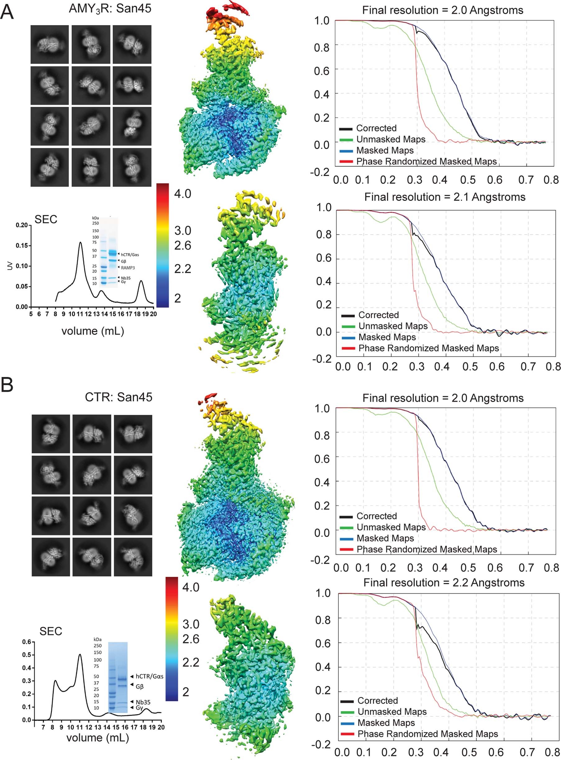 Extended Data Fig. 3: Purification and cryo-EM data imaging and processing of active, Gs-coupled complexes bound to San45.
