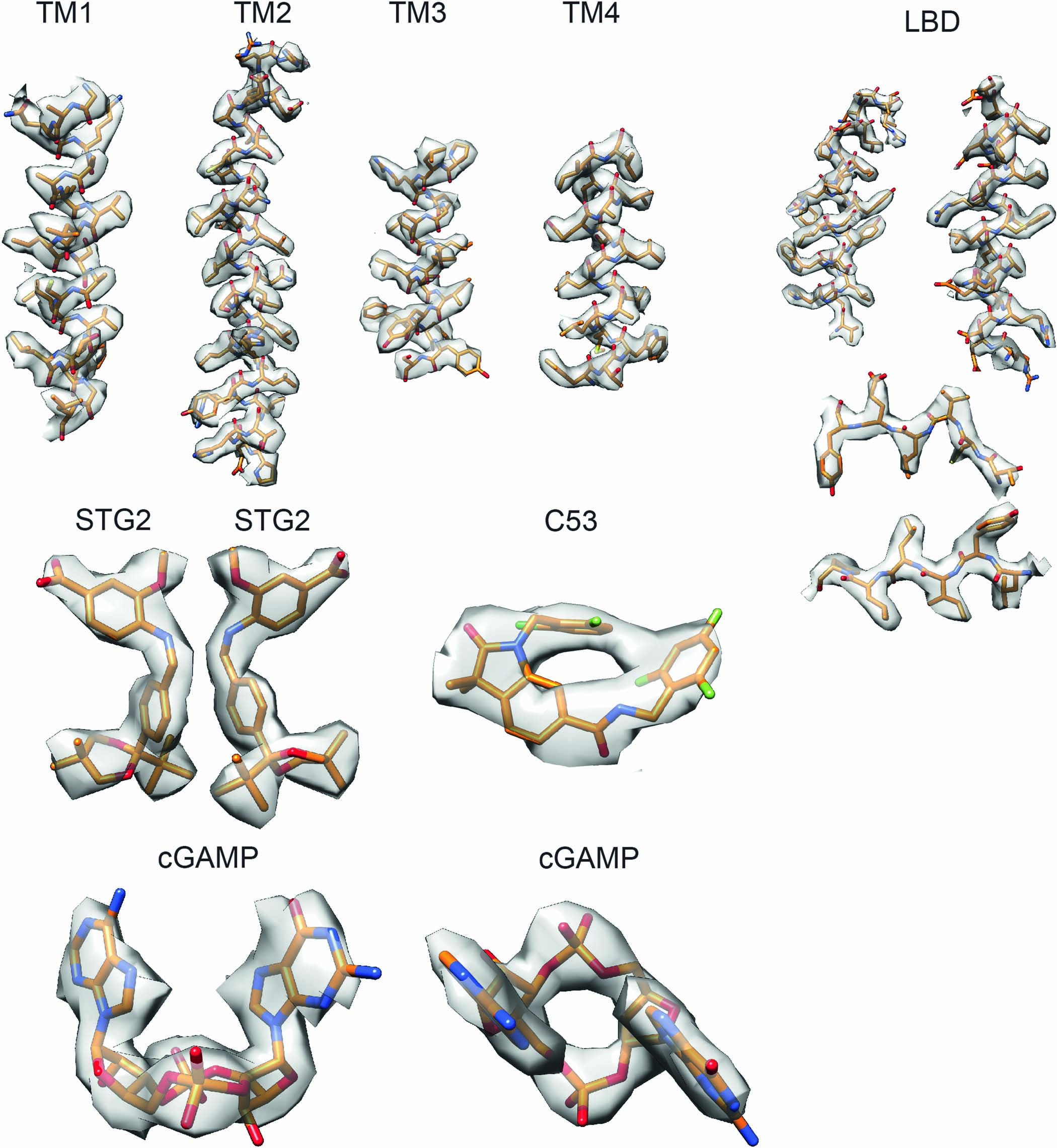 Extended Data Fig. 4: Sample density maps of various parts of the structure.