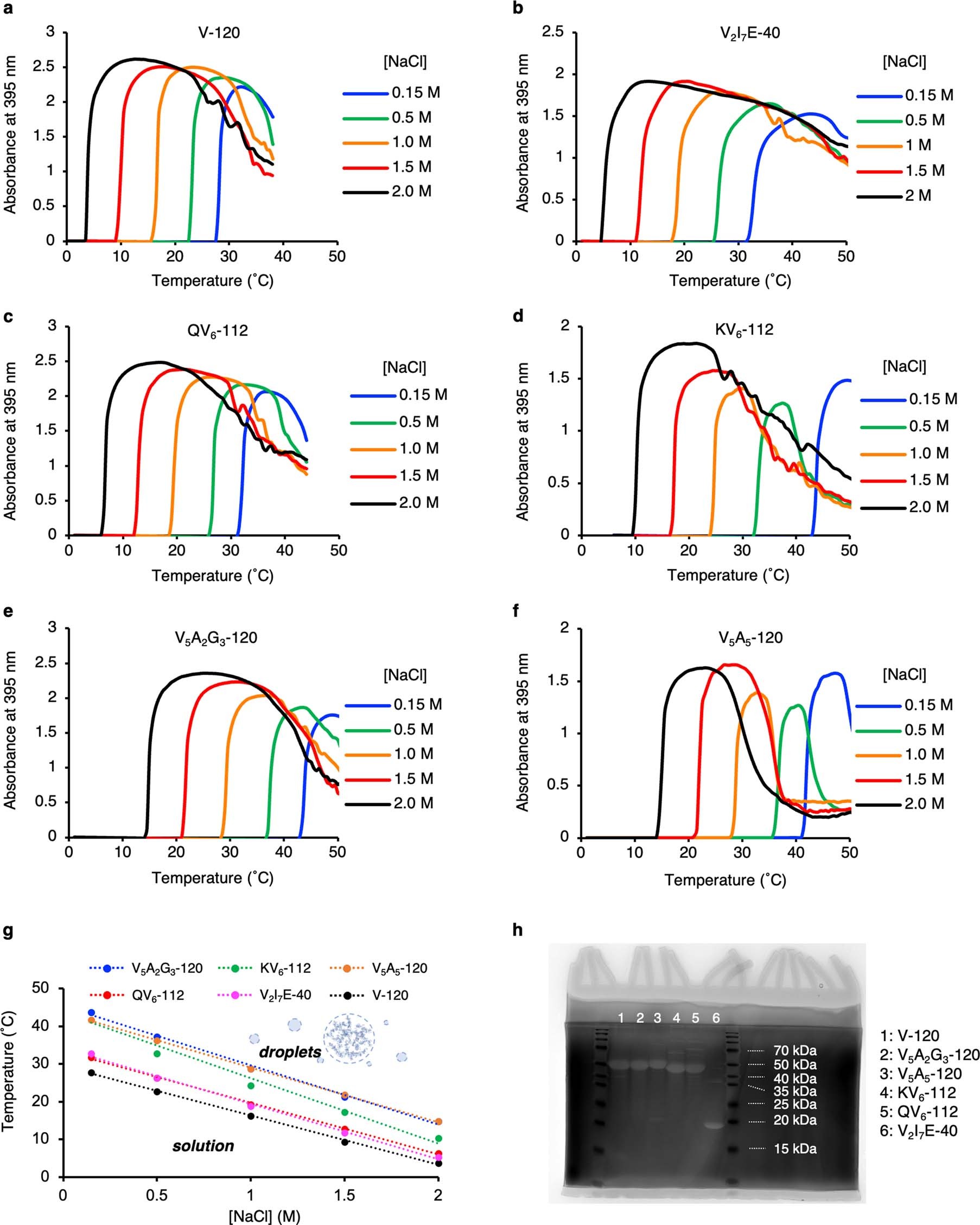 Extended Data Fig. 1: Analyzation of the phase transition temperature and purity of ELP.