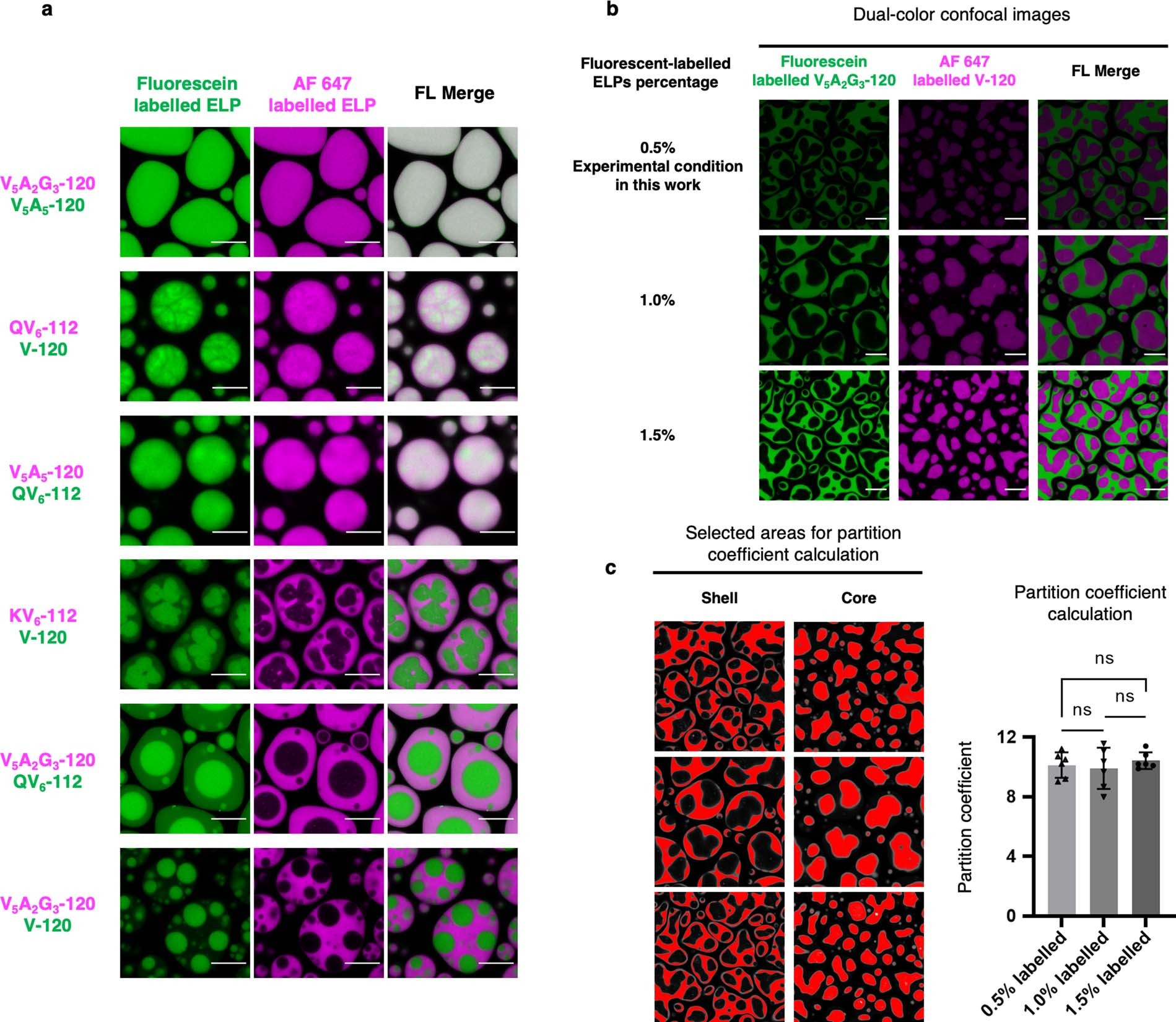 Extended Data Fig. 2: Fluorophore labelling does not alter the organization and partition of dual-component ELP condensates.