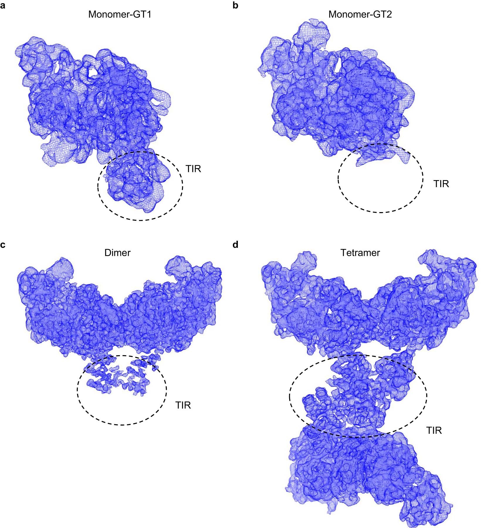 Extended Data Fig. 8: The Cryo-EM maps showing the flexibility of the TIR domain.