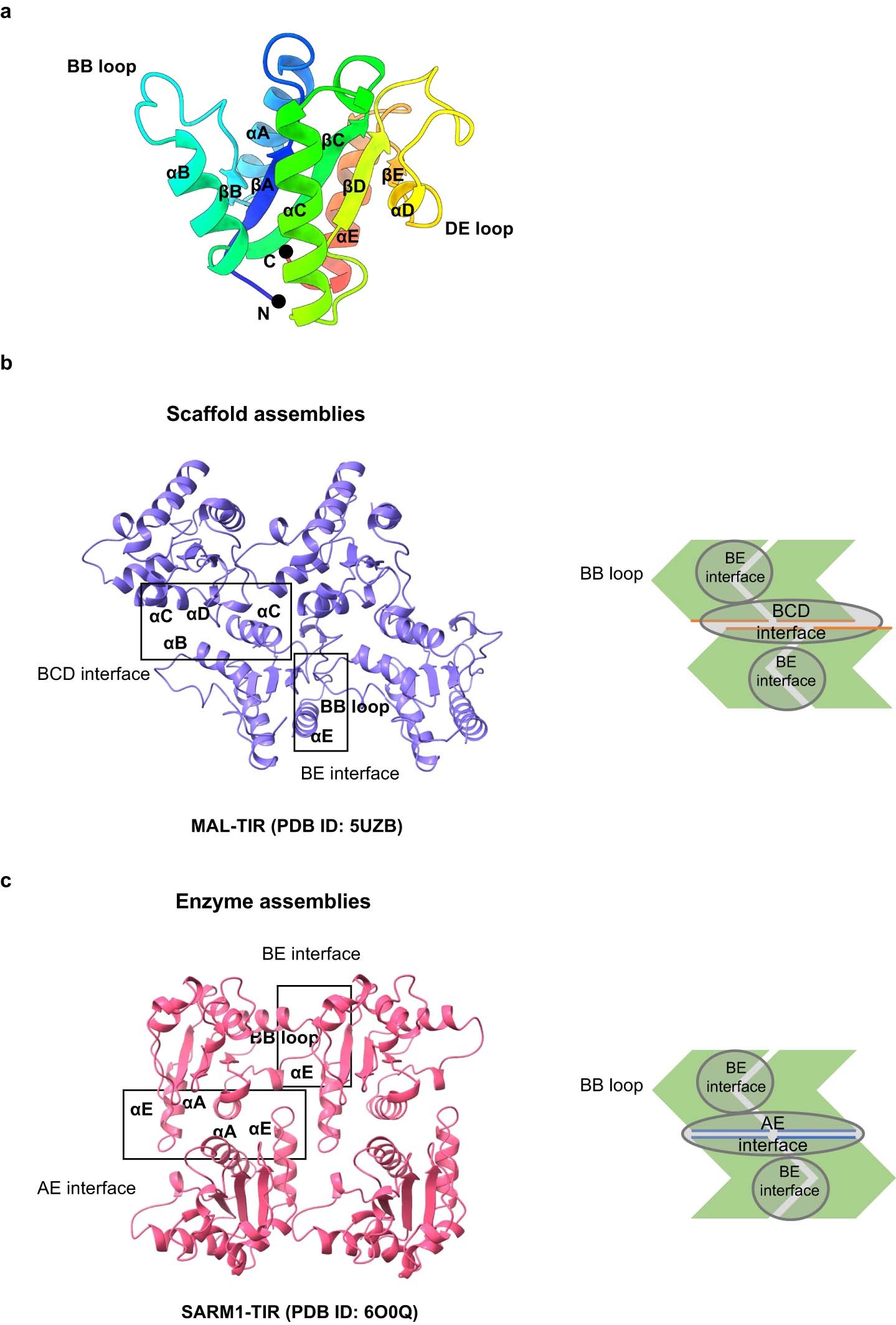 Extended Data Fig. 9: The typical assemblies of TIR domains.