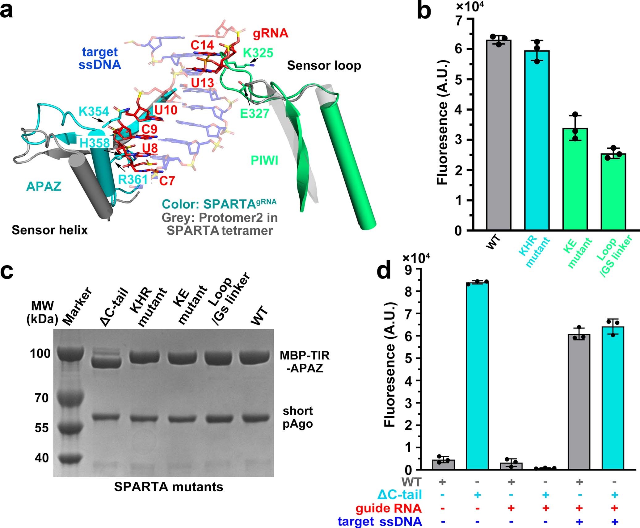 Extended Data Fig. 7: Conformational changes of the SPARTAgRNA complex upon target ssDNA binding.