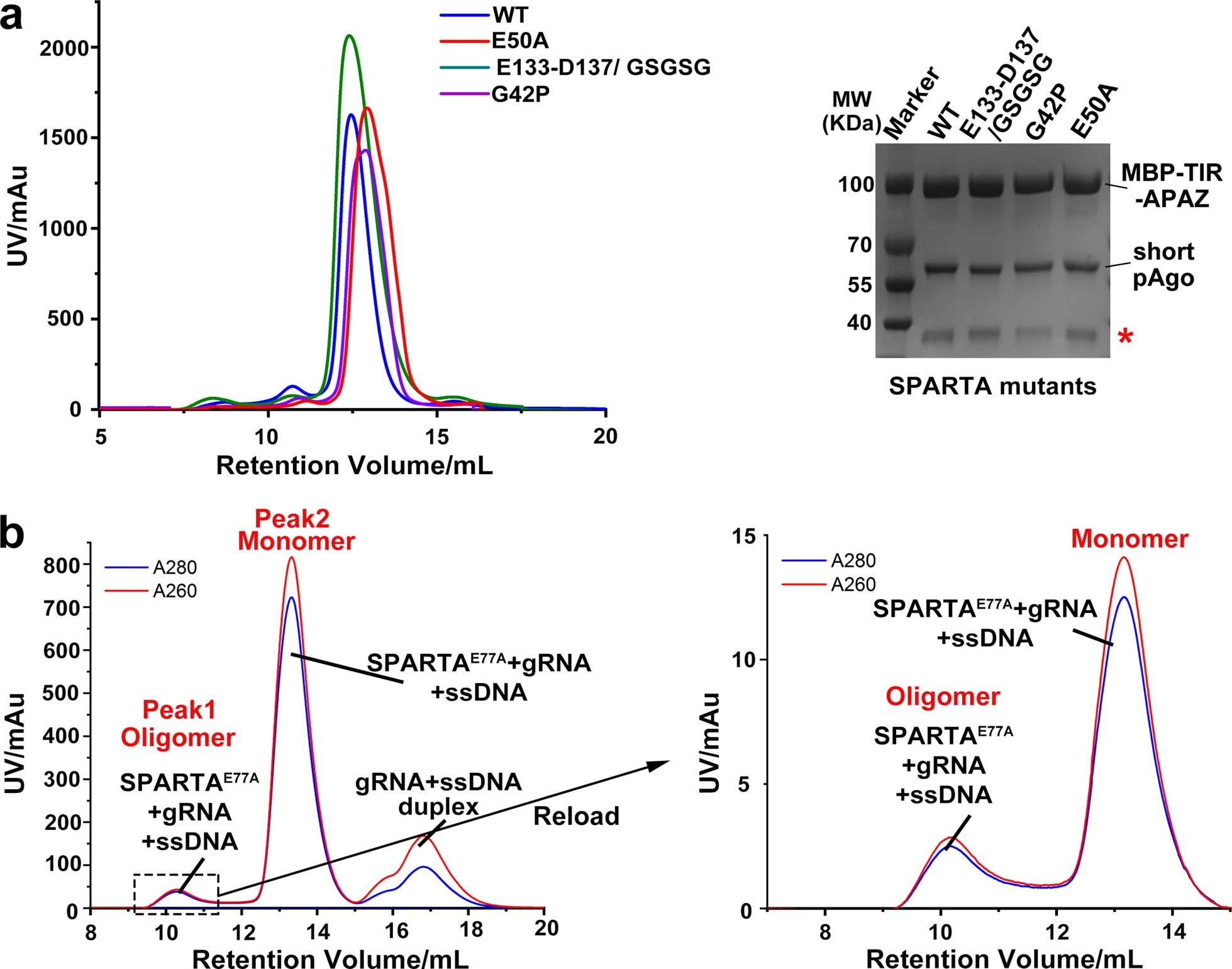 Extended Data Fig. 9: Size exclusion chromatography analysis of SPARTA mutants.