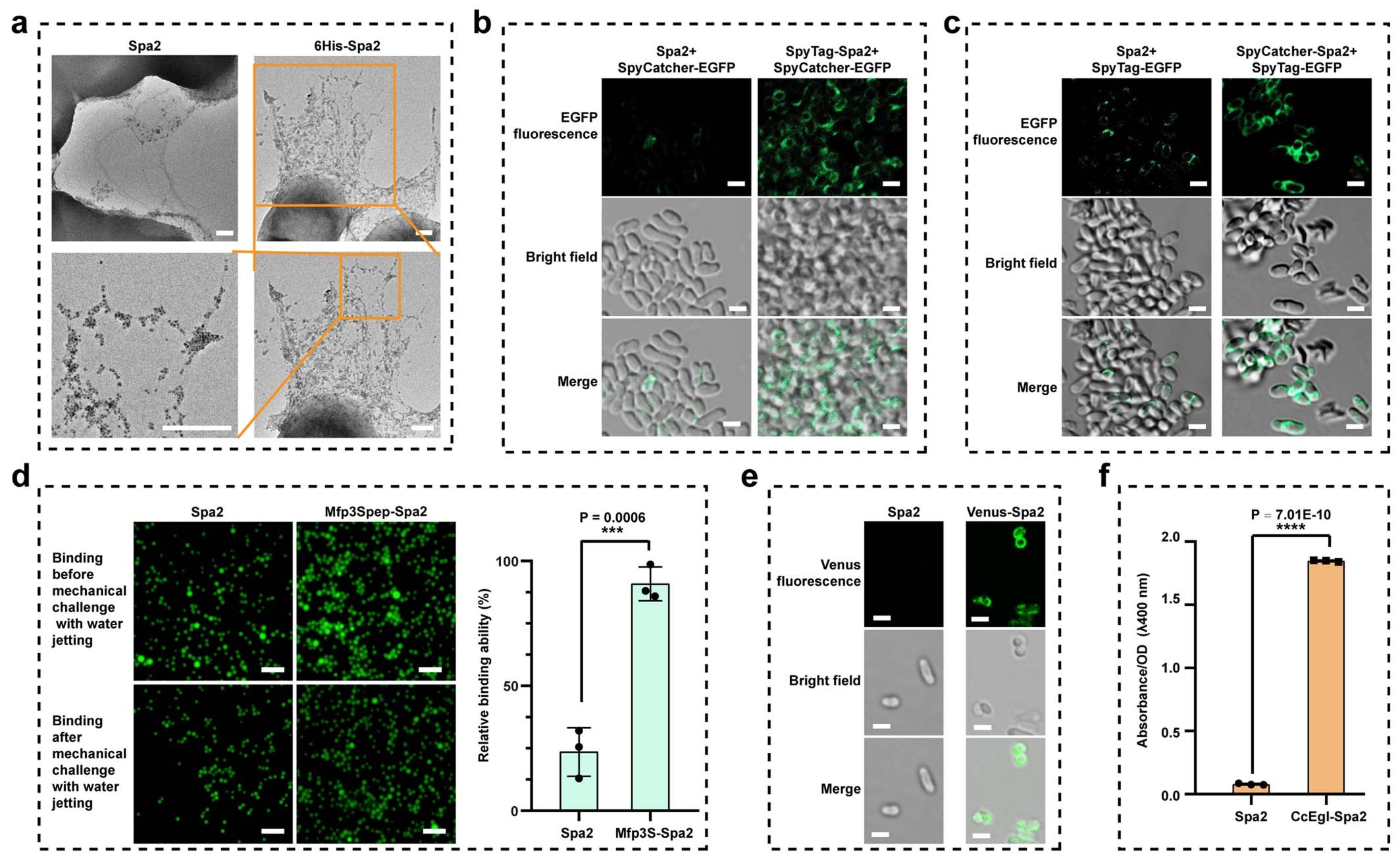 Extended Data Fig. 6: Functional characterization of engineered CgCLP with various fusion domains.