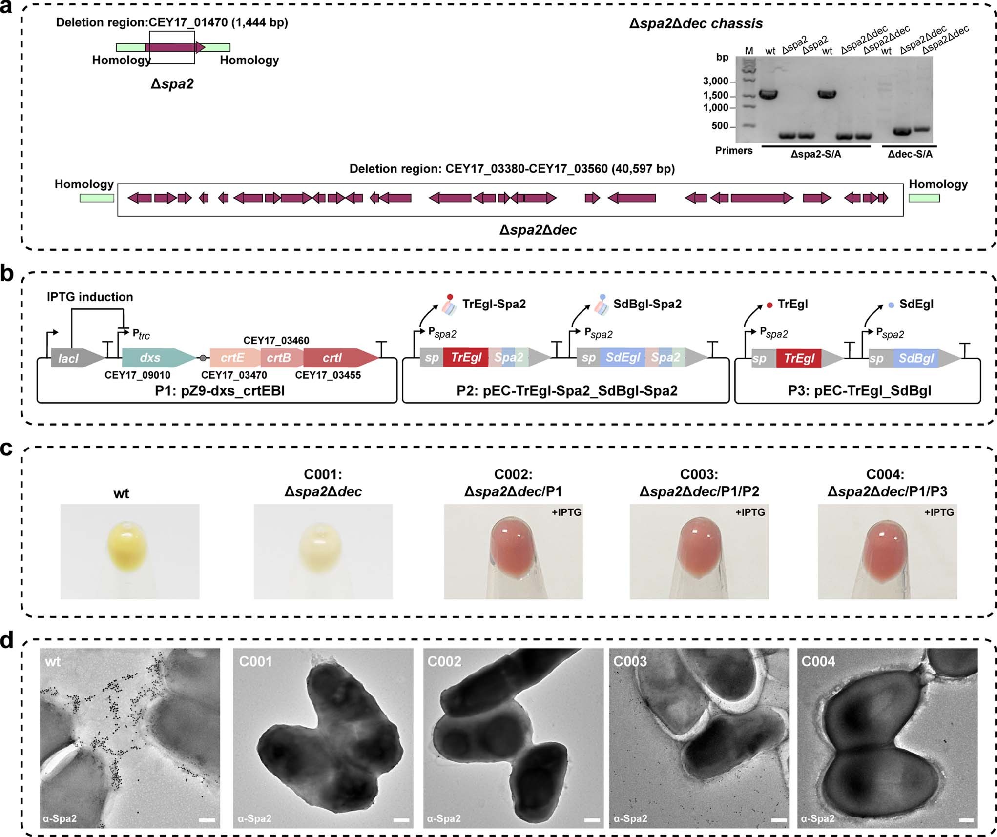 Extended Data Fig. 7: Engineering C. glutamicum as living material for cellulose degradation and lycopene production.