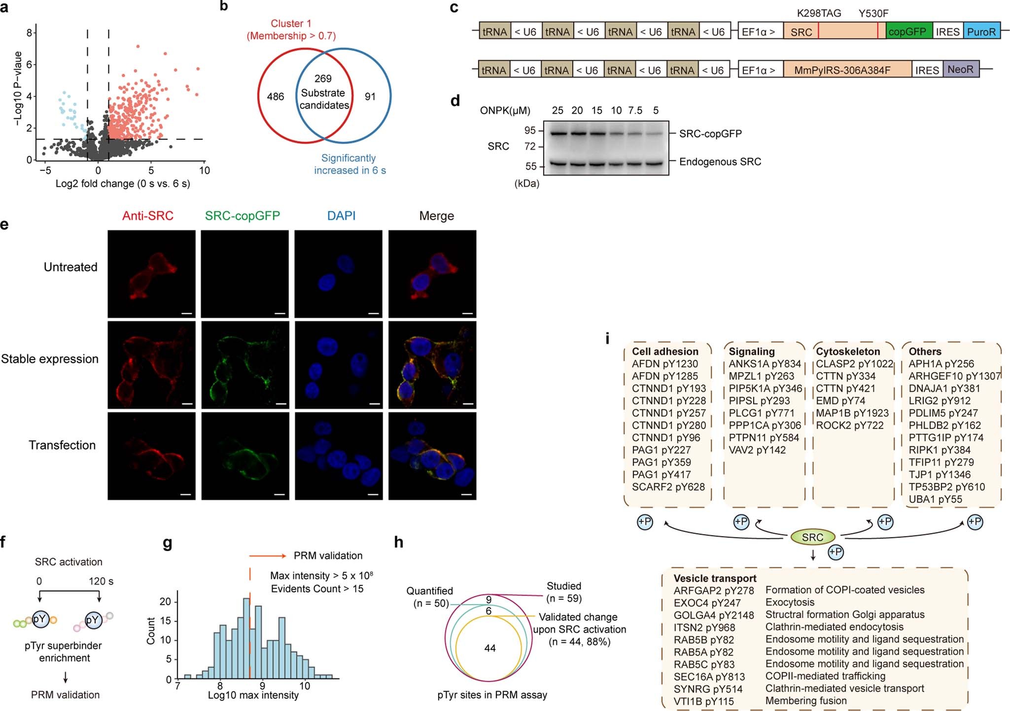 Extended Data Fig. 4: Validating SRC substrates with monoclonal stable cell line expressing SRC-ONPK.