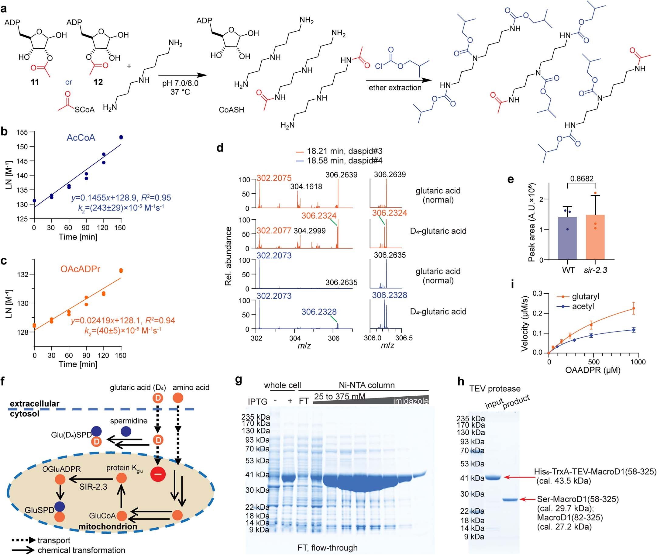 Extended Data Fig. 4: O-acyl-ADP-ribose can serve as an acyl donor.