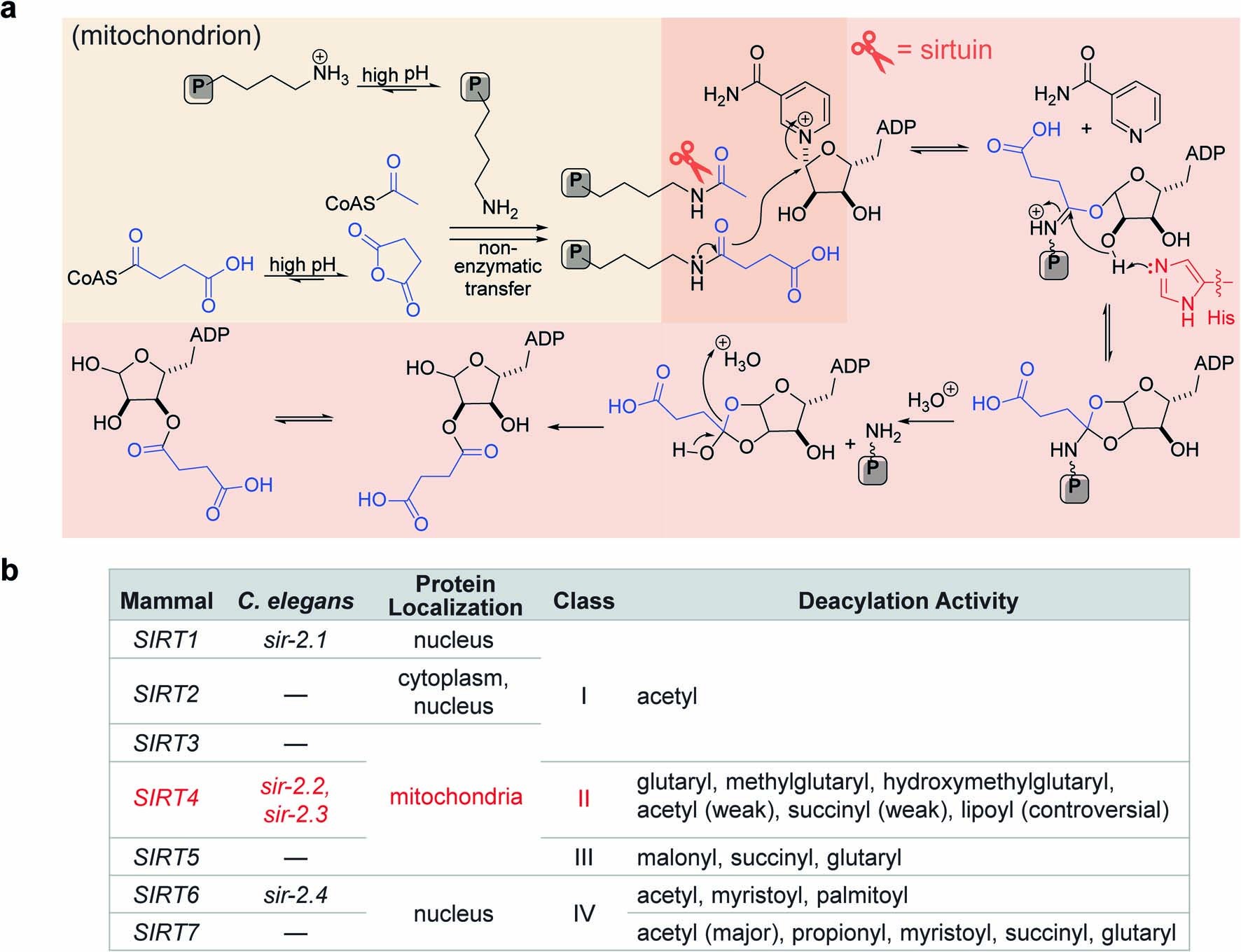 Extended Data Fig. 1: Model for the regulation of mitochondrial protein lysine acylation by sirtuins.