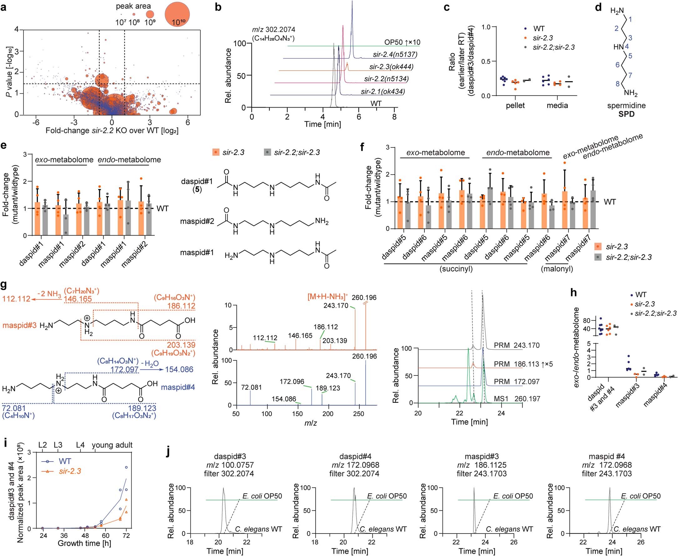 Extended Data Fig. 2: Decreased abundance of N-glutarylspermidine in sir-2.3 null mutants.