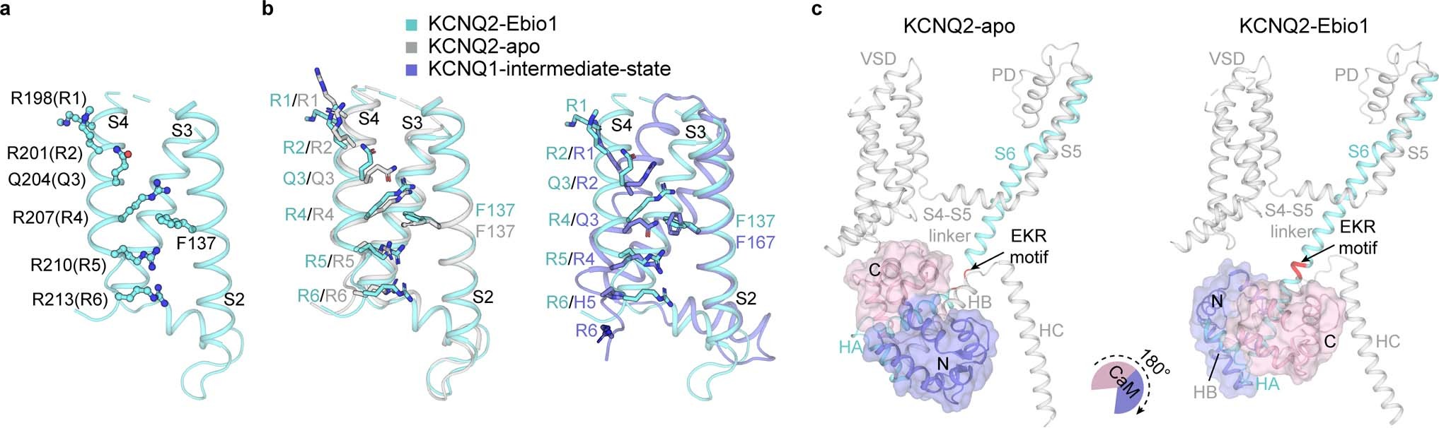 Extended Data Fig. 5: Structural changes induced by Ebio1.