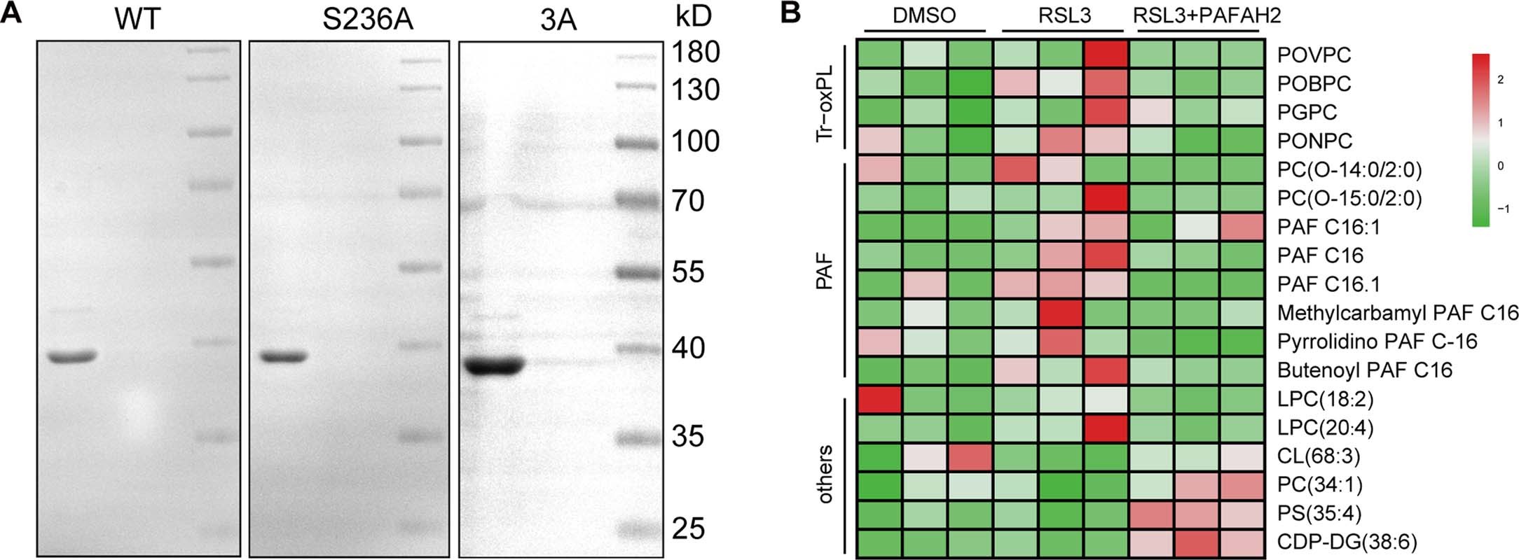 Extended Data Fig. 10: The recombinant PAFAH2 protein eliminates PAF/PAF LPLs released from RSL3 treated cells.