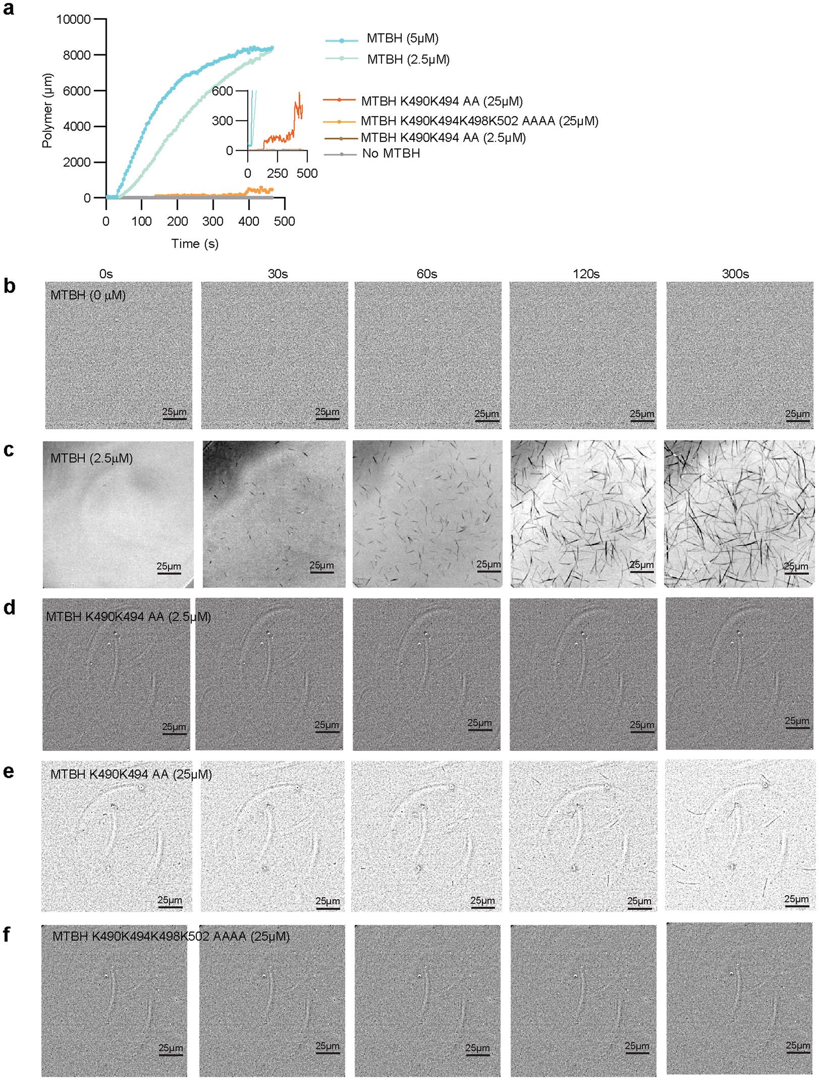 Extended Data Fig. 9: MTBH1-2 promotes tubulin polymerization and mutation of residues in the three cationic clusters impairs this activity.