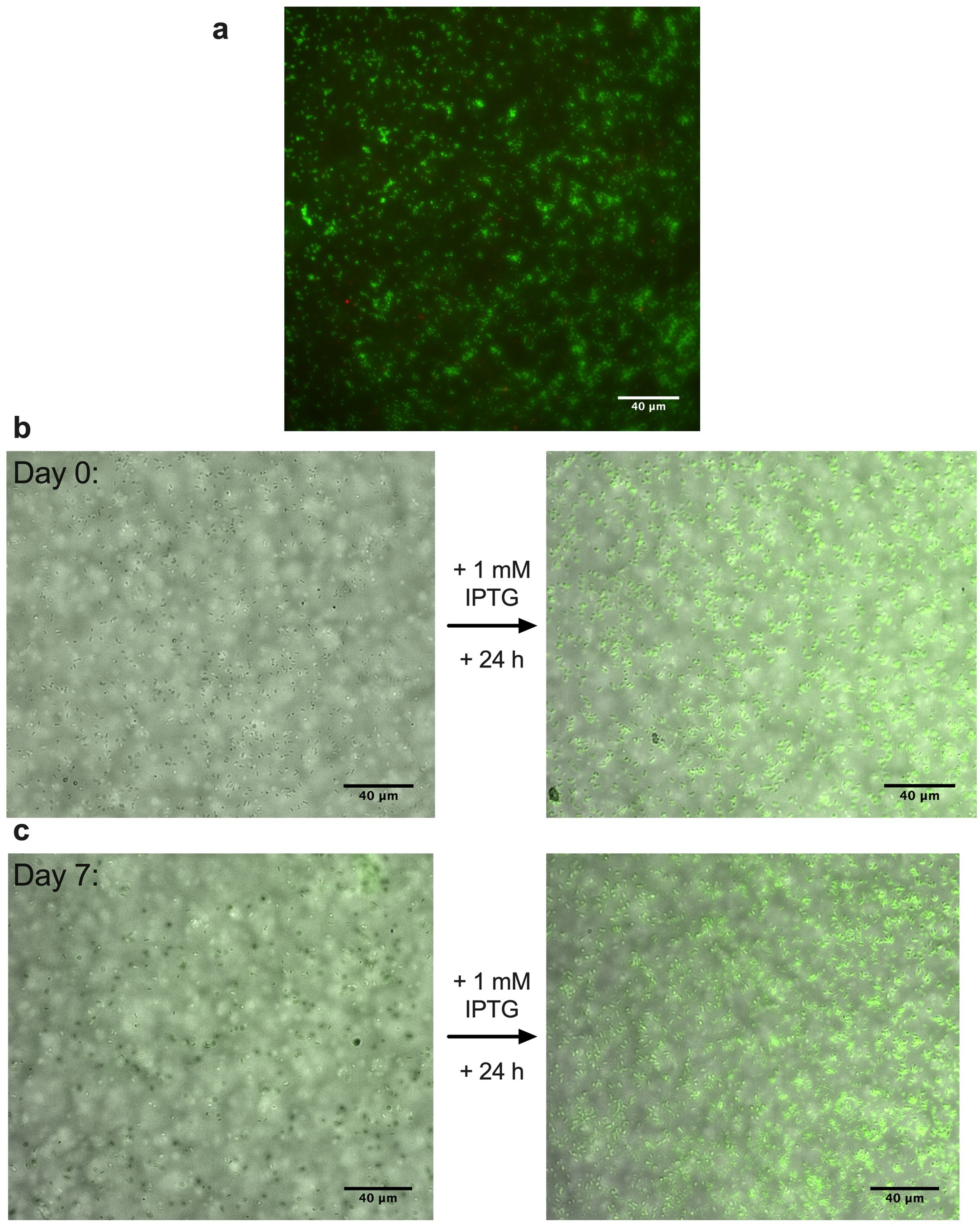 Extended Data Fig. 1: S. oneidensis retains viability after cross-linking and remains metabolically active within hydrogels for at least one week.