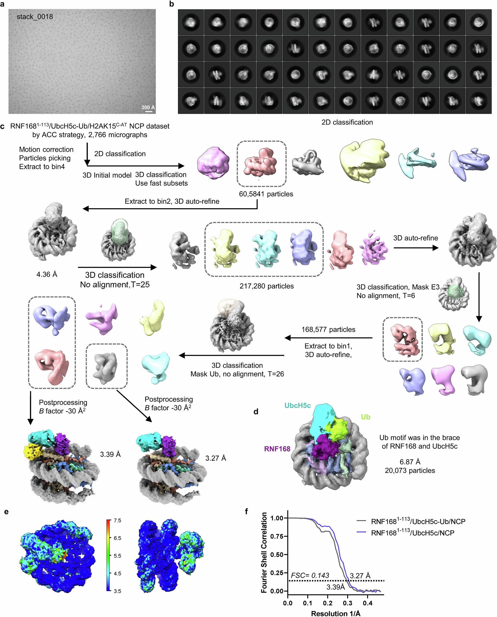 Extended Data Fig. 8: Cryo-EM data processing for RNF1681–113/UbcH5c–Ub/NCP complex achieved by ACC strategy.