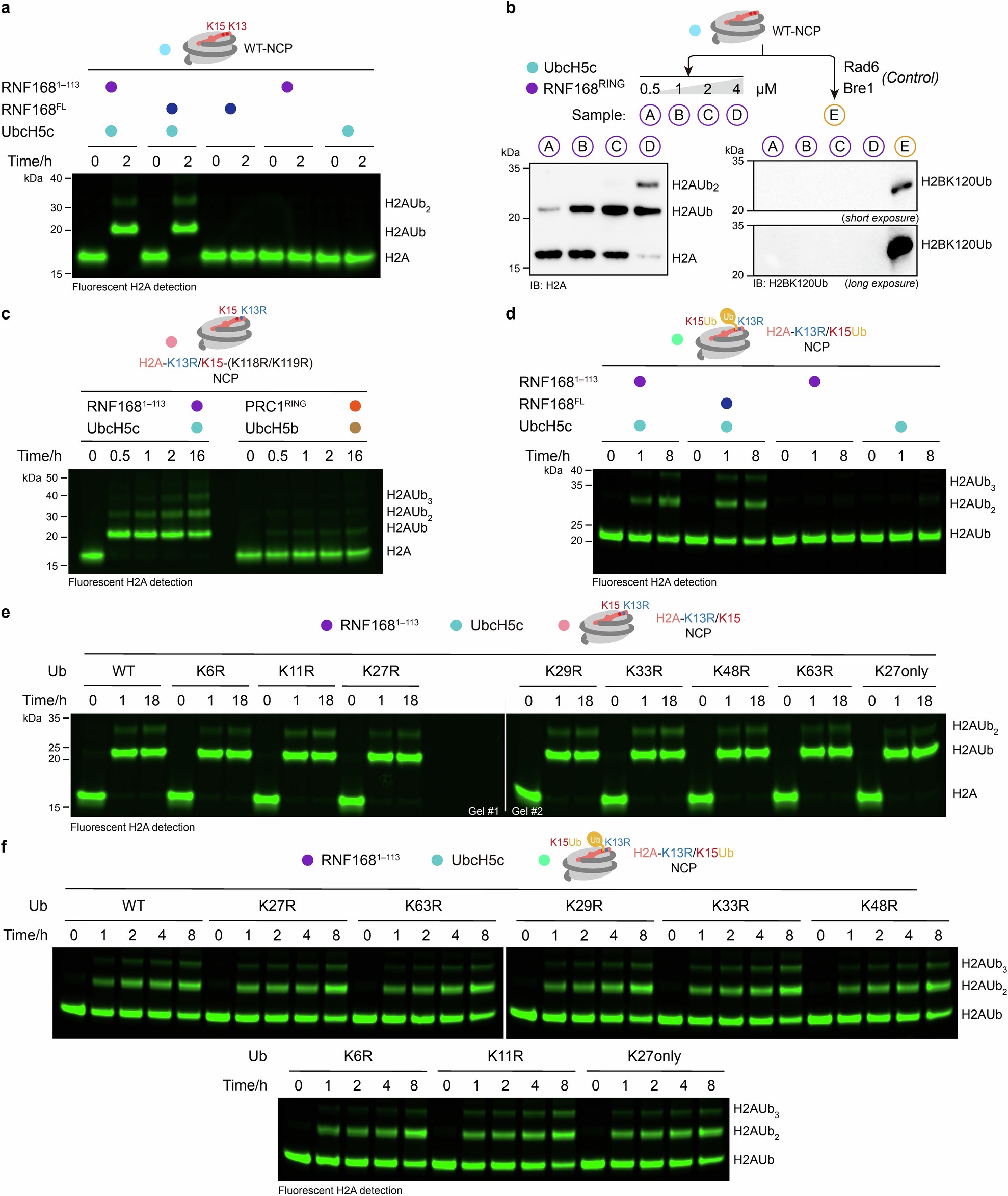 Extended Data Fig. 1: RNF168 prefers to ubiquitinate H2AK13/15 without polyubiquitin chain linkage preference.