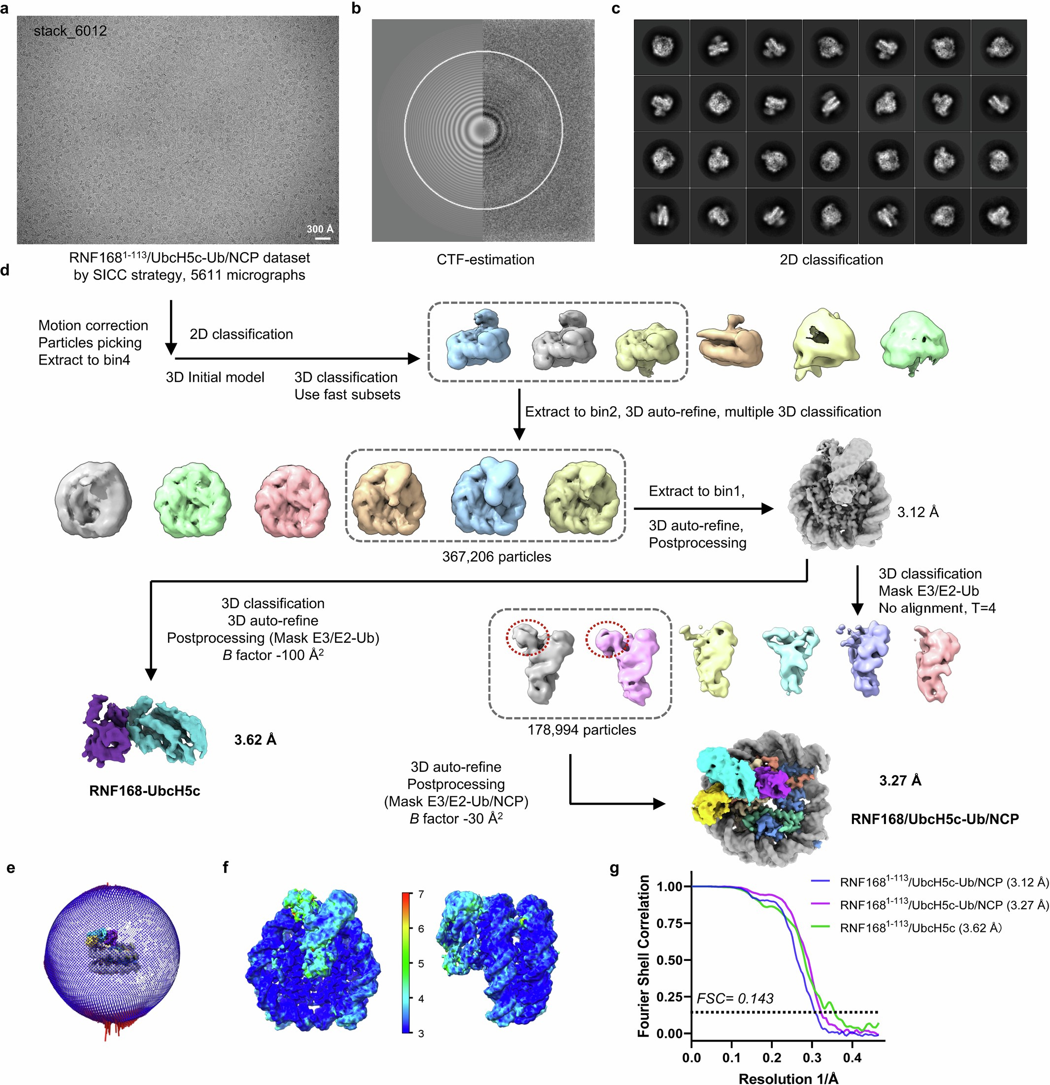 Extended Data Fig. 2: Cryo-EM data processing for RNF1681–113/UbcH5c–Ub/NCP complex achieved by SICC strategy.