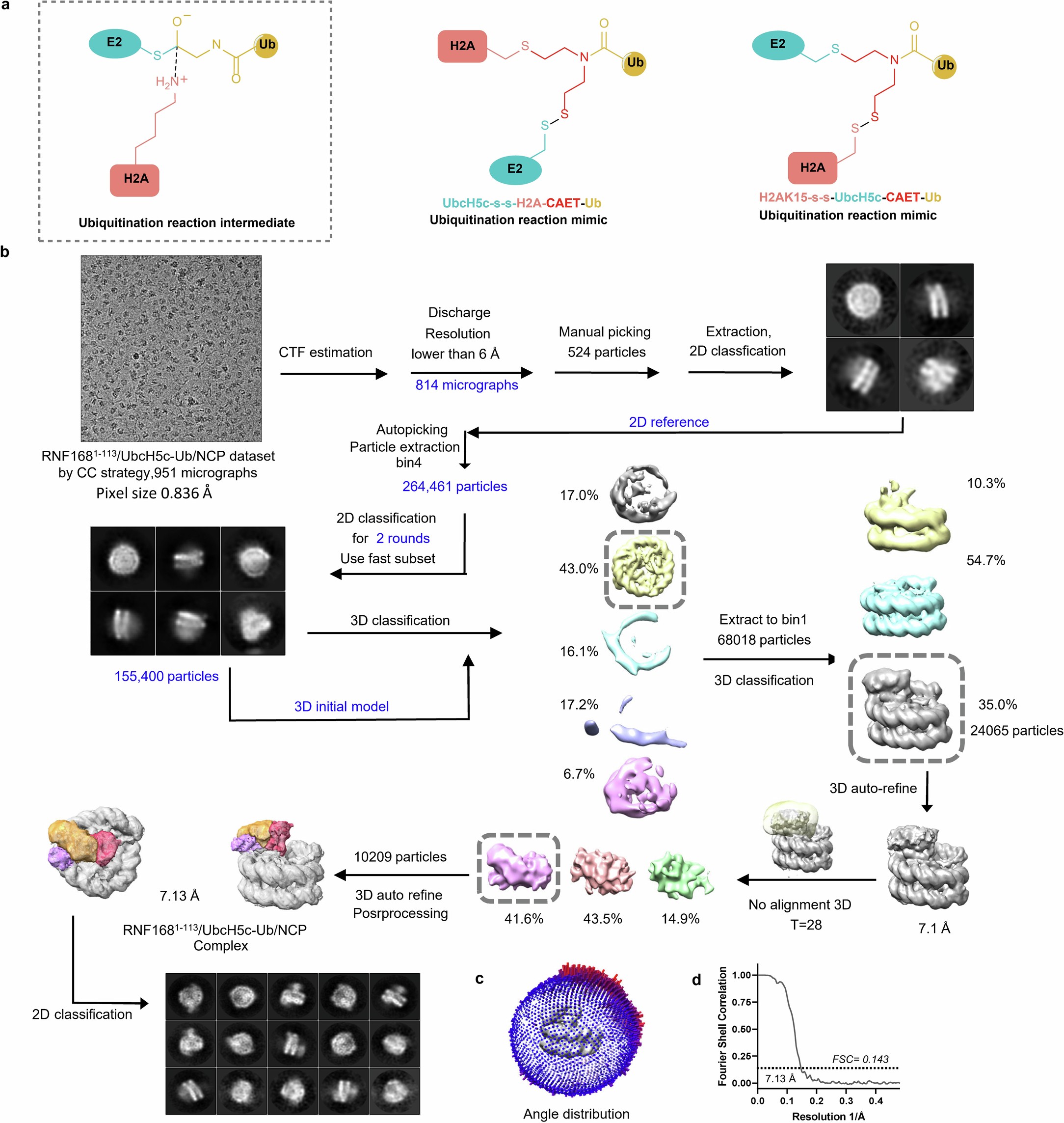 Extended Data Fig. 3: Cryo-EM data processing for RNF1681–113/UbcH5c–Ub/NCP complex achieved by CC strategy.