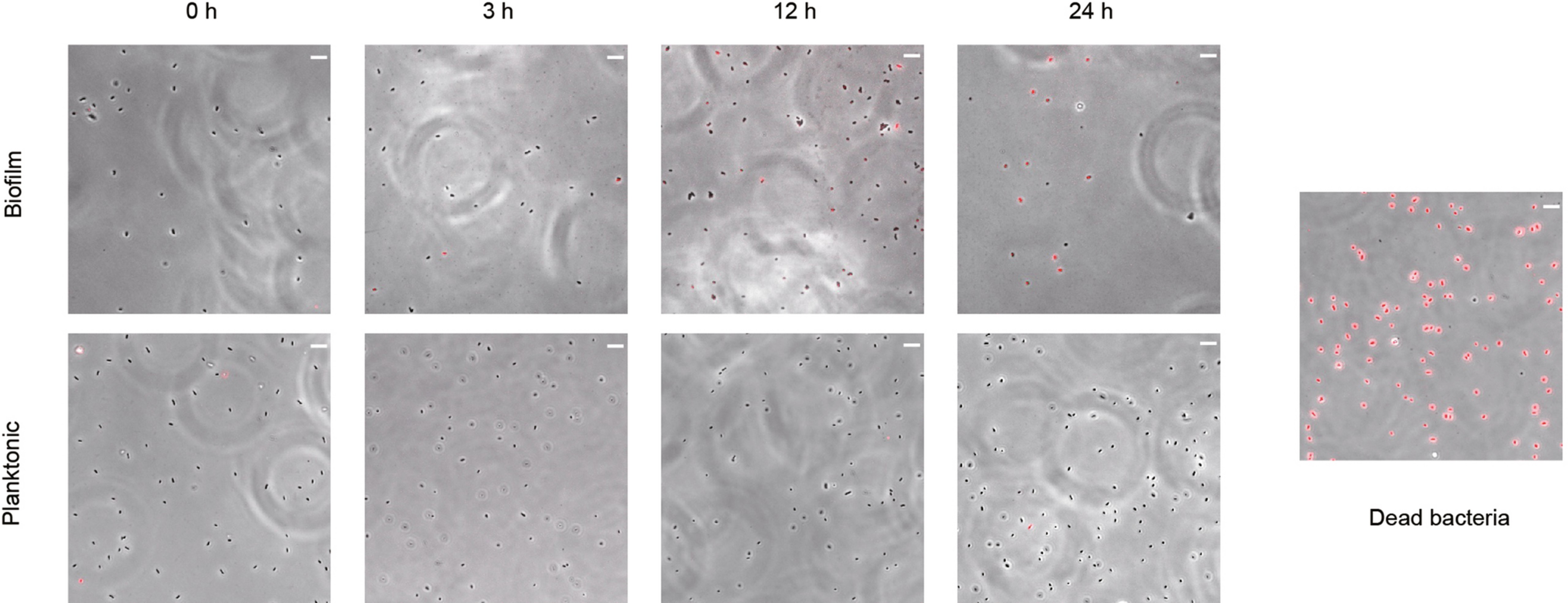 Extended Data Fig. 8
