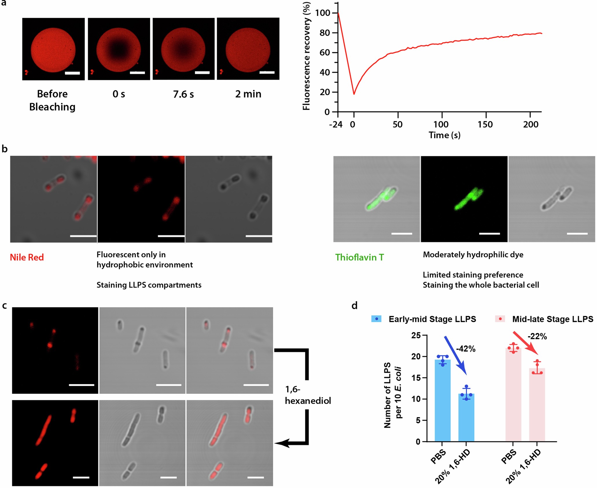 Extended Data Fig. 4: Additional explorations on the nature of HS protein’s LLPS.