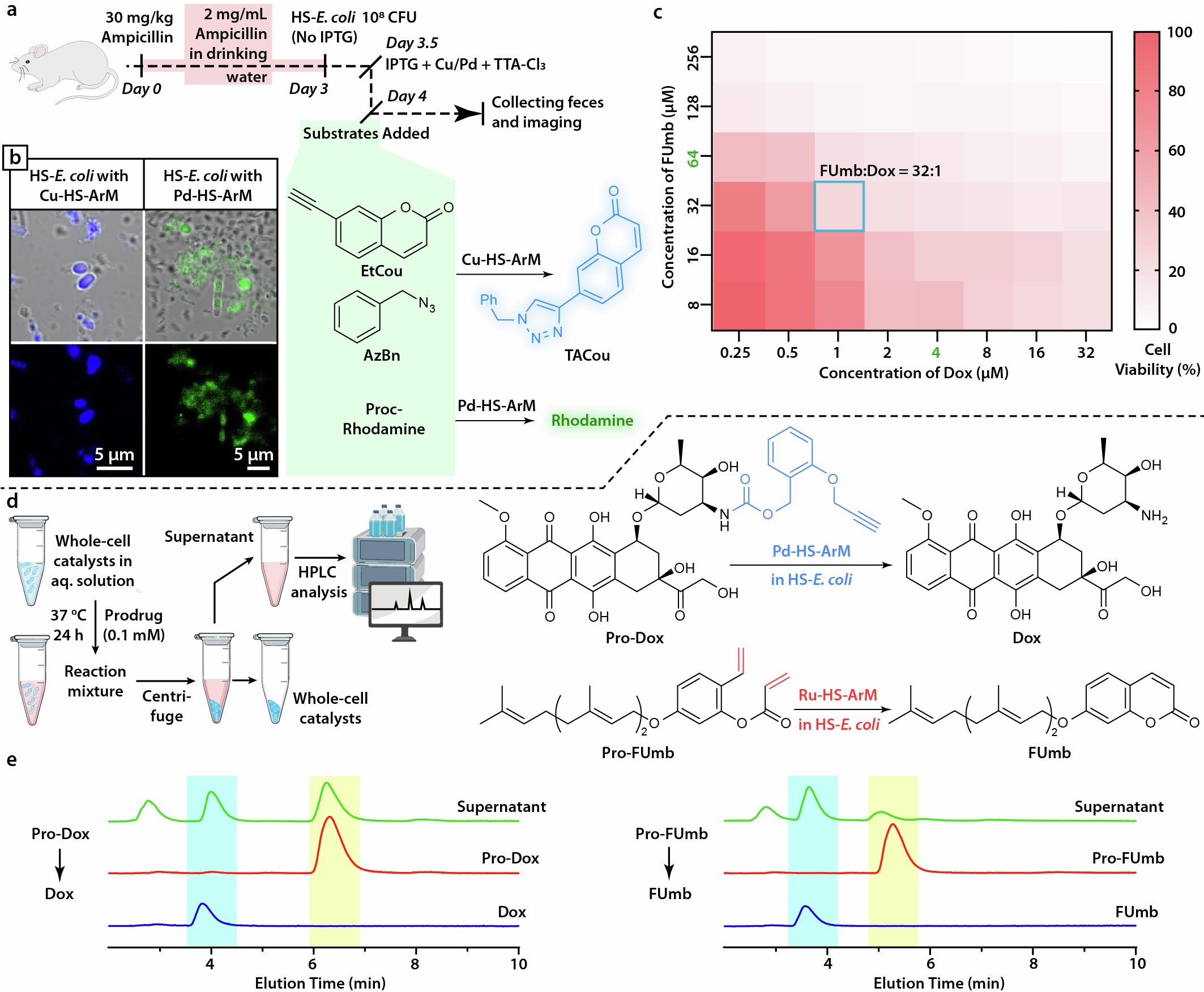 Extended Data Fig. 9: Experimental data supporting the validity of the prodrug-based combination therapy, mediated by compartmentalized HS–E. coli whole-cell catalysts.