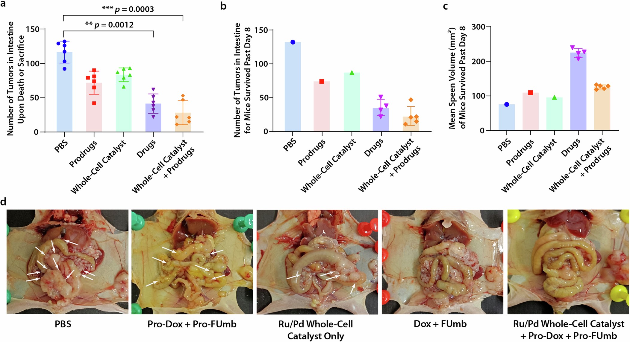 Extended Data Fig. 10: Additional data from the synergistic cancer treatment study using HS–E. coli-based whole-cell abiotic catalysts.