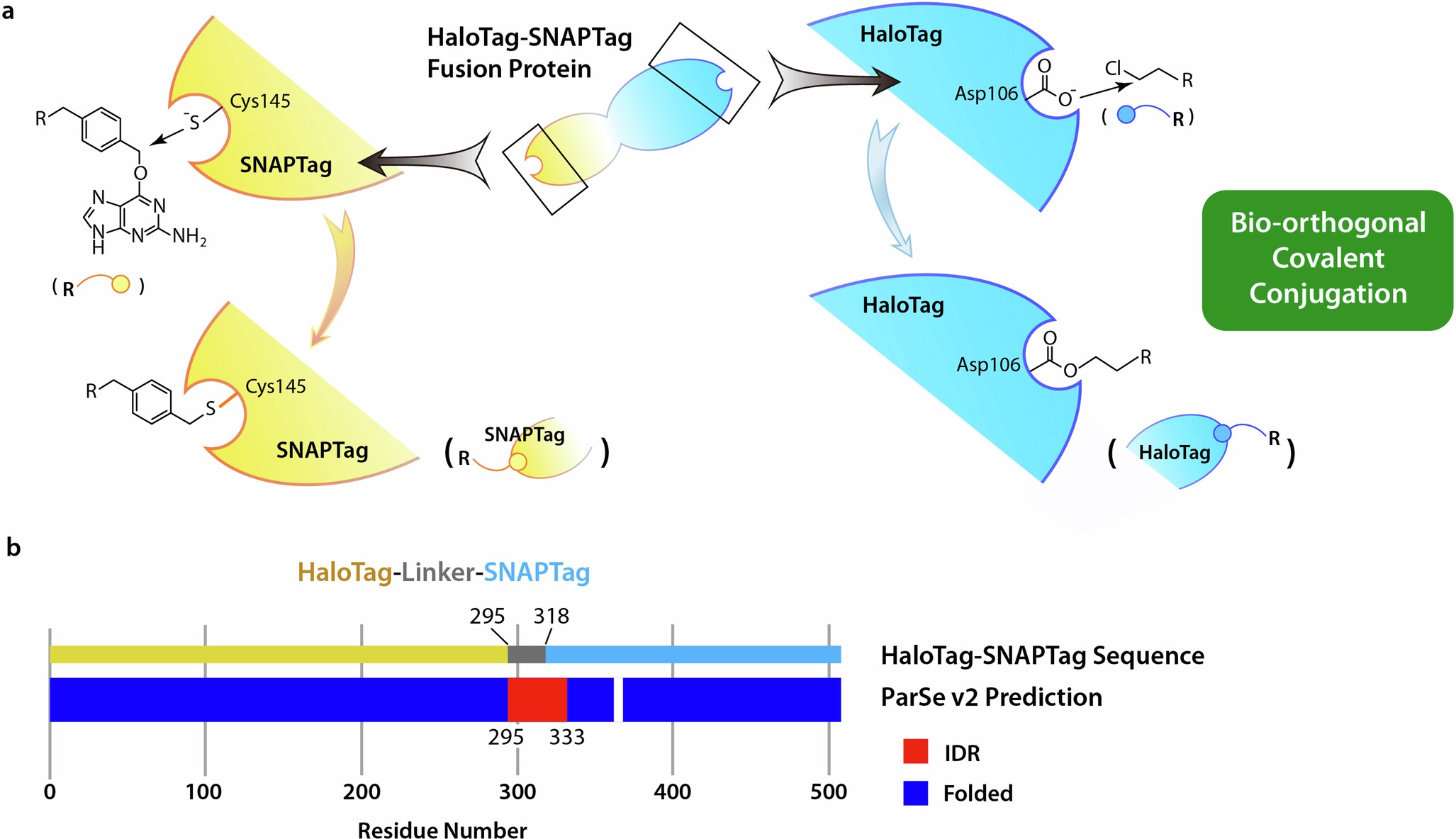 Extended Data Fig. 1: Illustrations on the self-labeling property and structural analysis of HS protein.