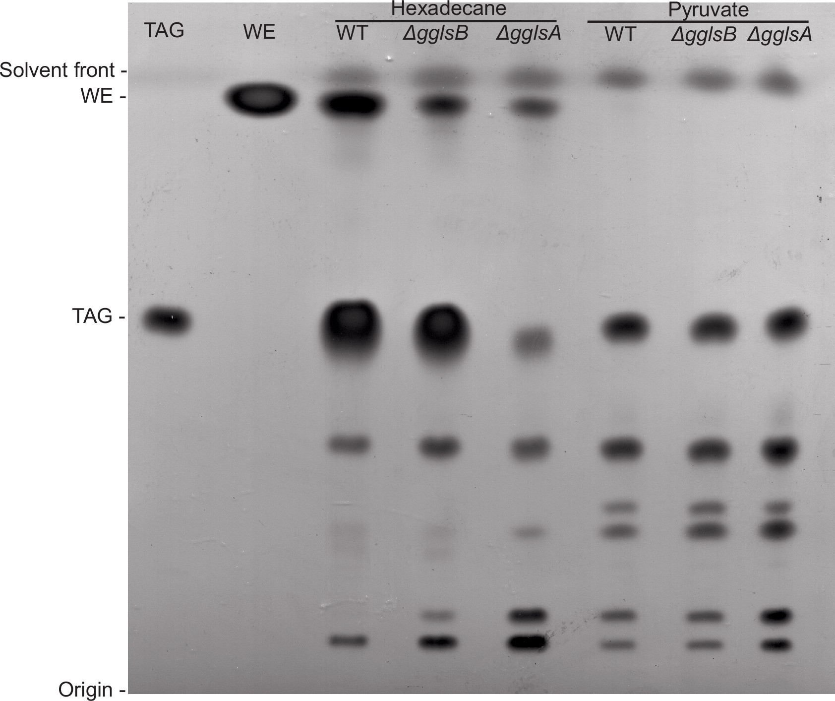 Extended Data Fig. 4: Nonpolar lipid accumulation in A. borkumensis ΔgglsA and ΔgglsB mutant cells.
