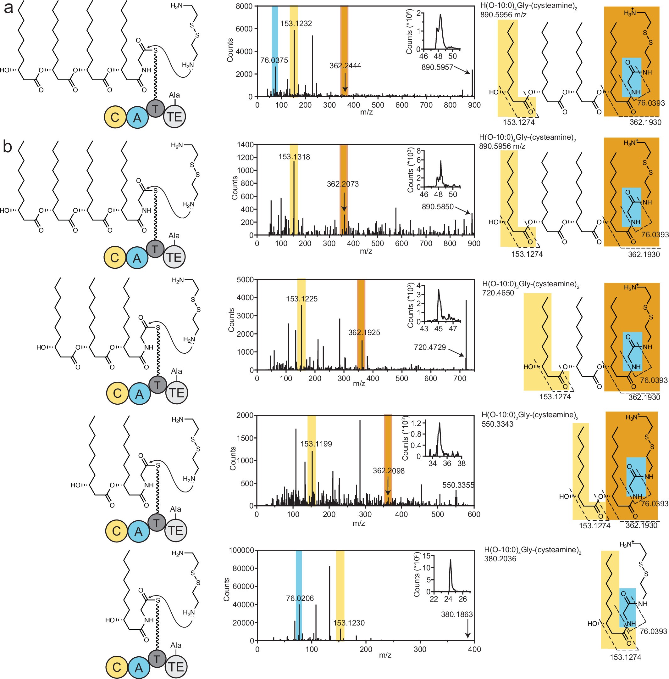 Extended Data Fig. 3: Reaction mechanism of GglsA.