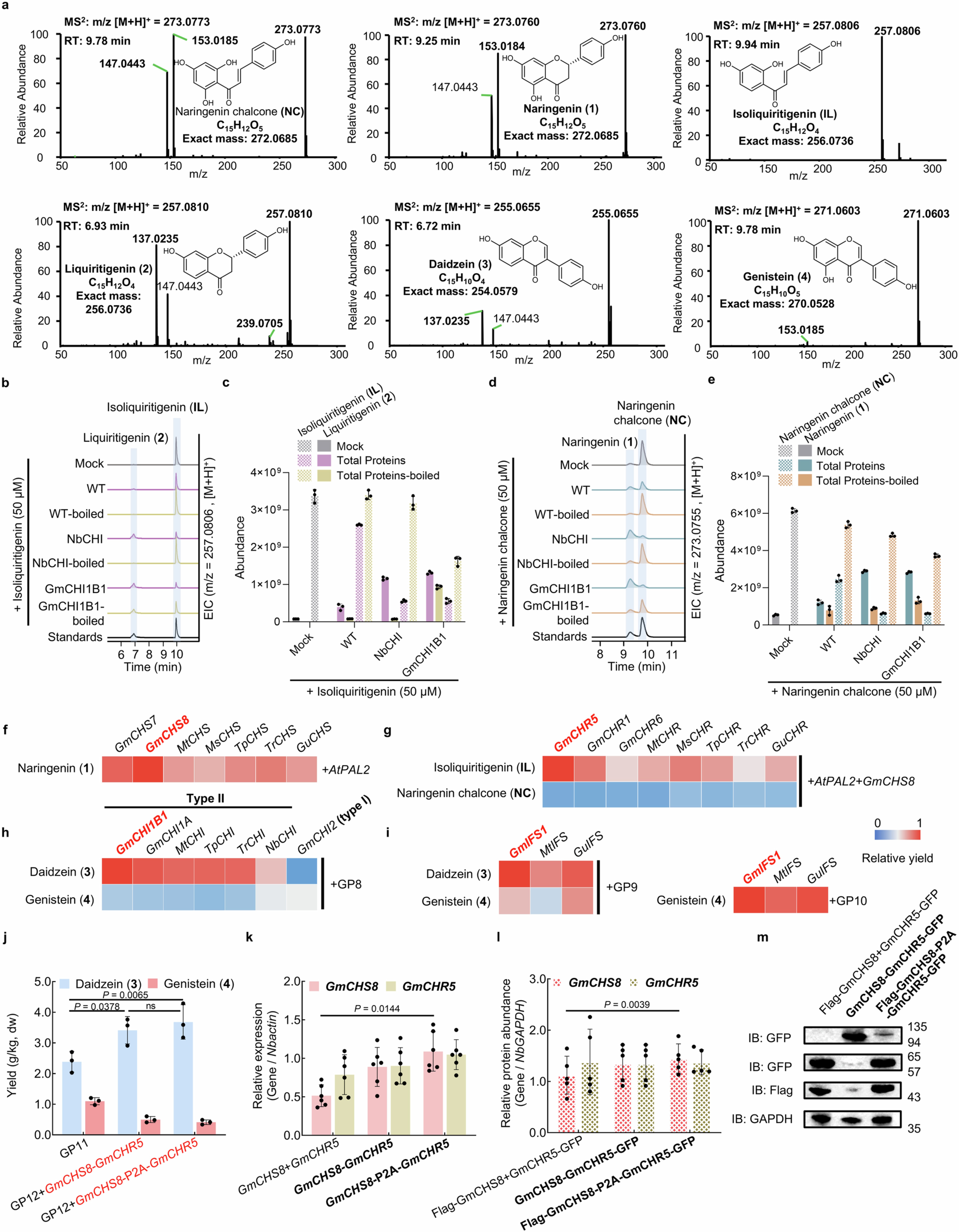 Extended Data Fig. 1: Identification of high turnover enzymes for debottlenecking for isoflavone biosynthesis in N. benthamiana.