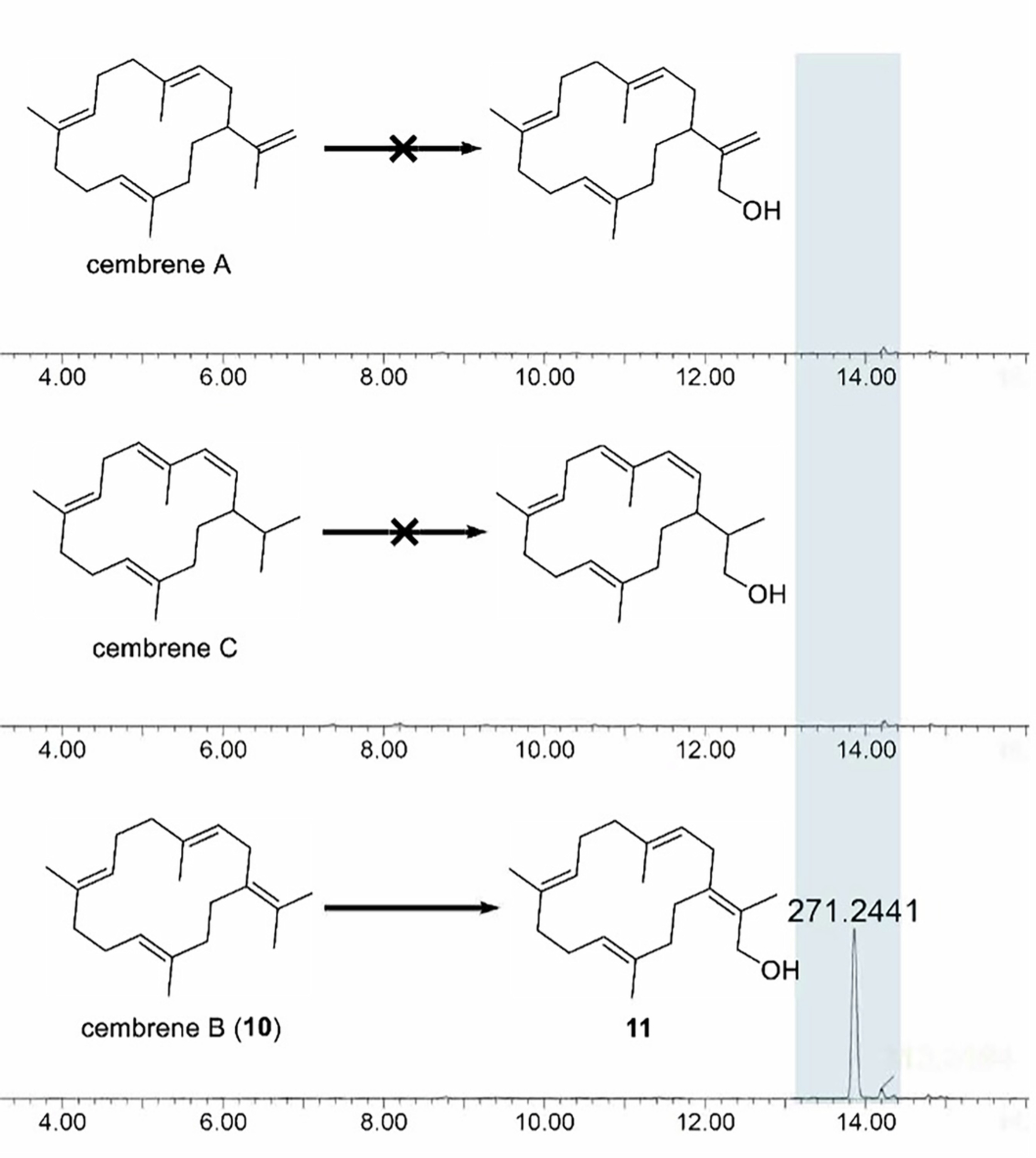Extended Data Fig. 5: LCMS for co-expression of cembrene A, B, and C synthases with cembrene 19-hydroxylase Ecar cbCYPb.