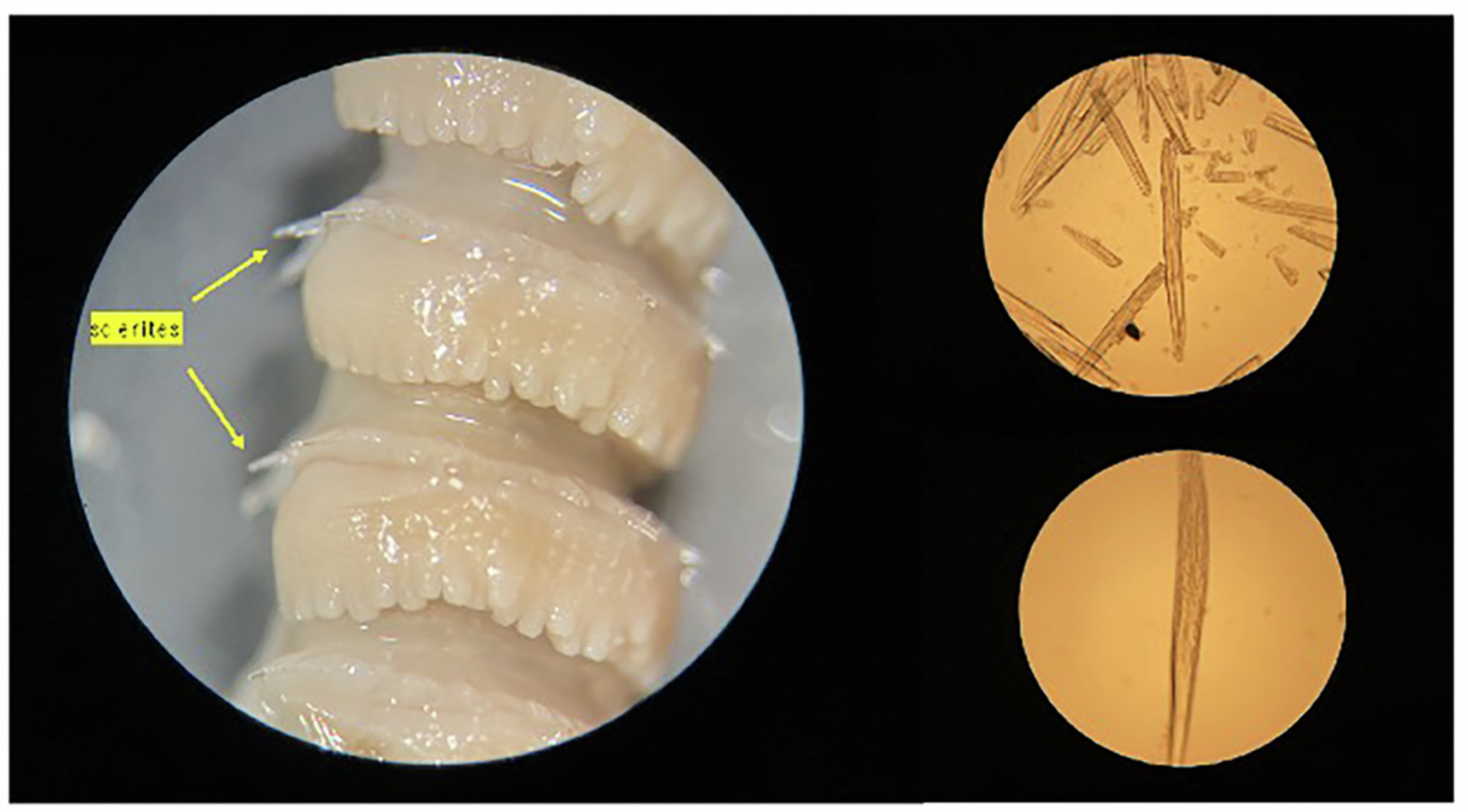 Extended Data Fig. 1: Stylatula elongata species identification.
