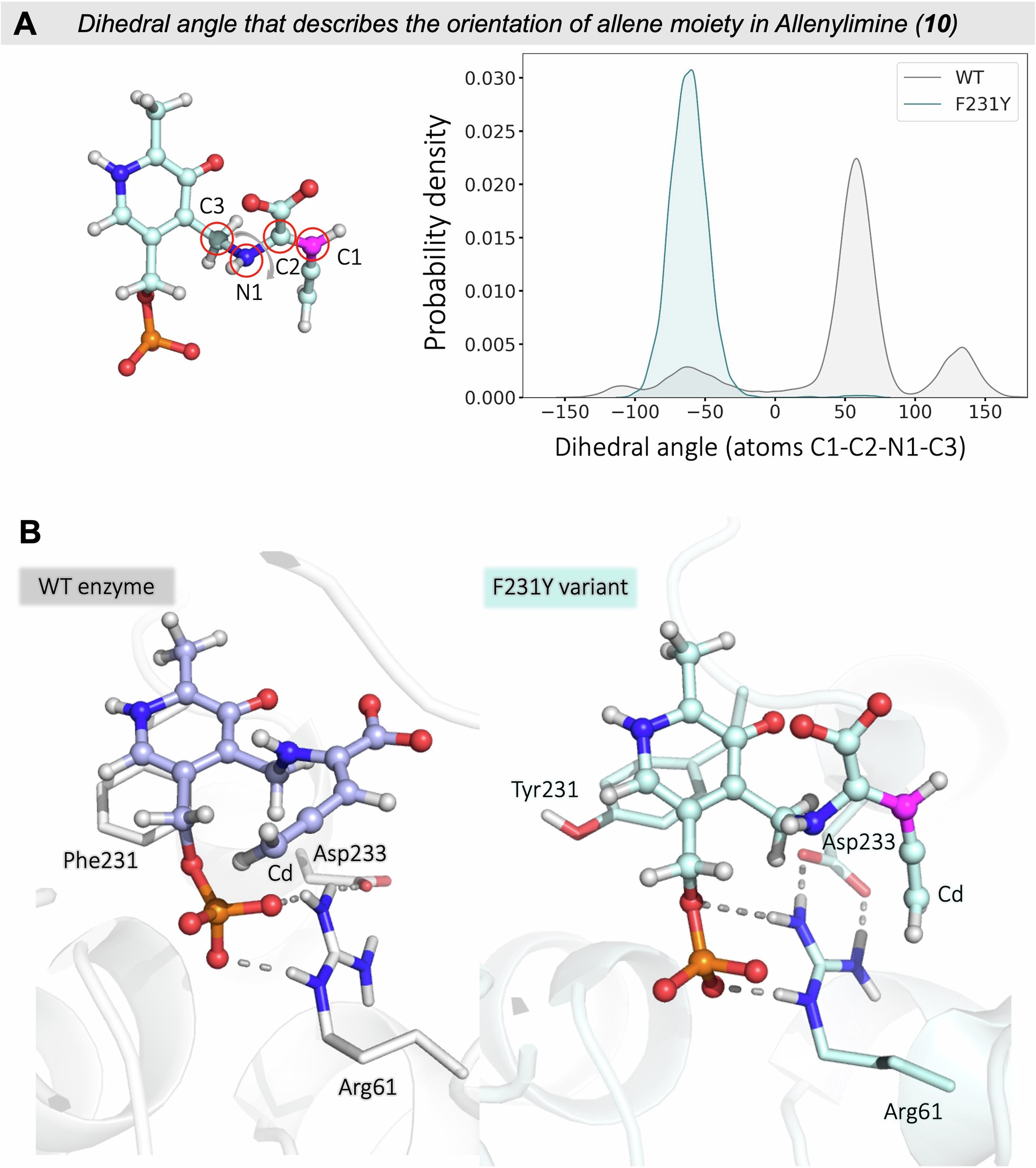 Extended Data Fig. 8: Orientation of the allenylamine (10) in WT enzyme and F231Y variant.