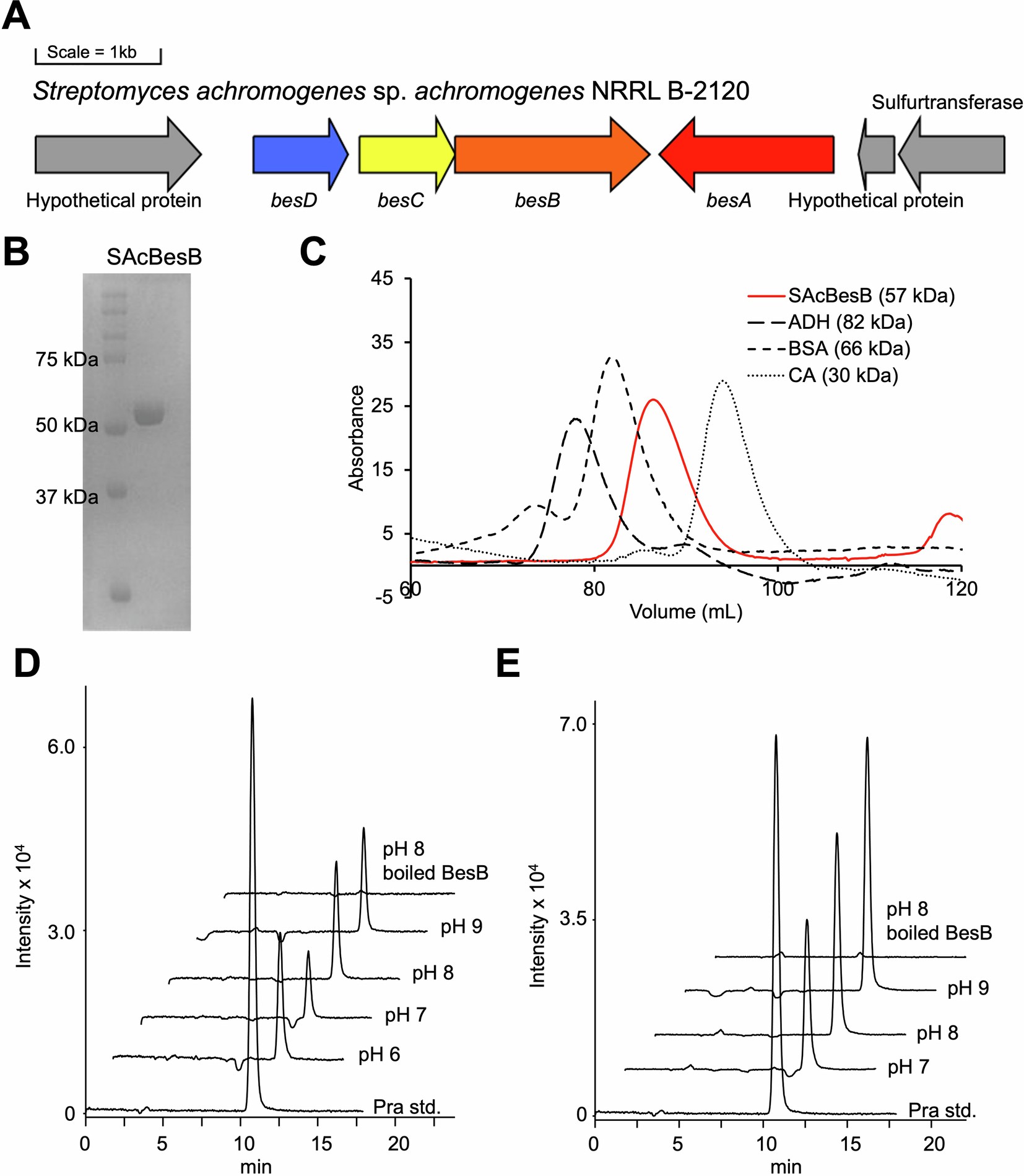 Extended Data Fig. 2: Purification and activity data for SAcBesB.