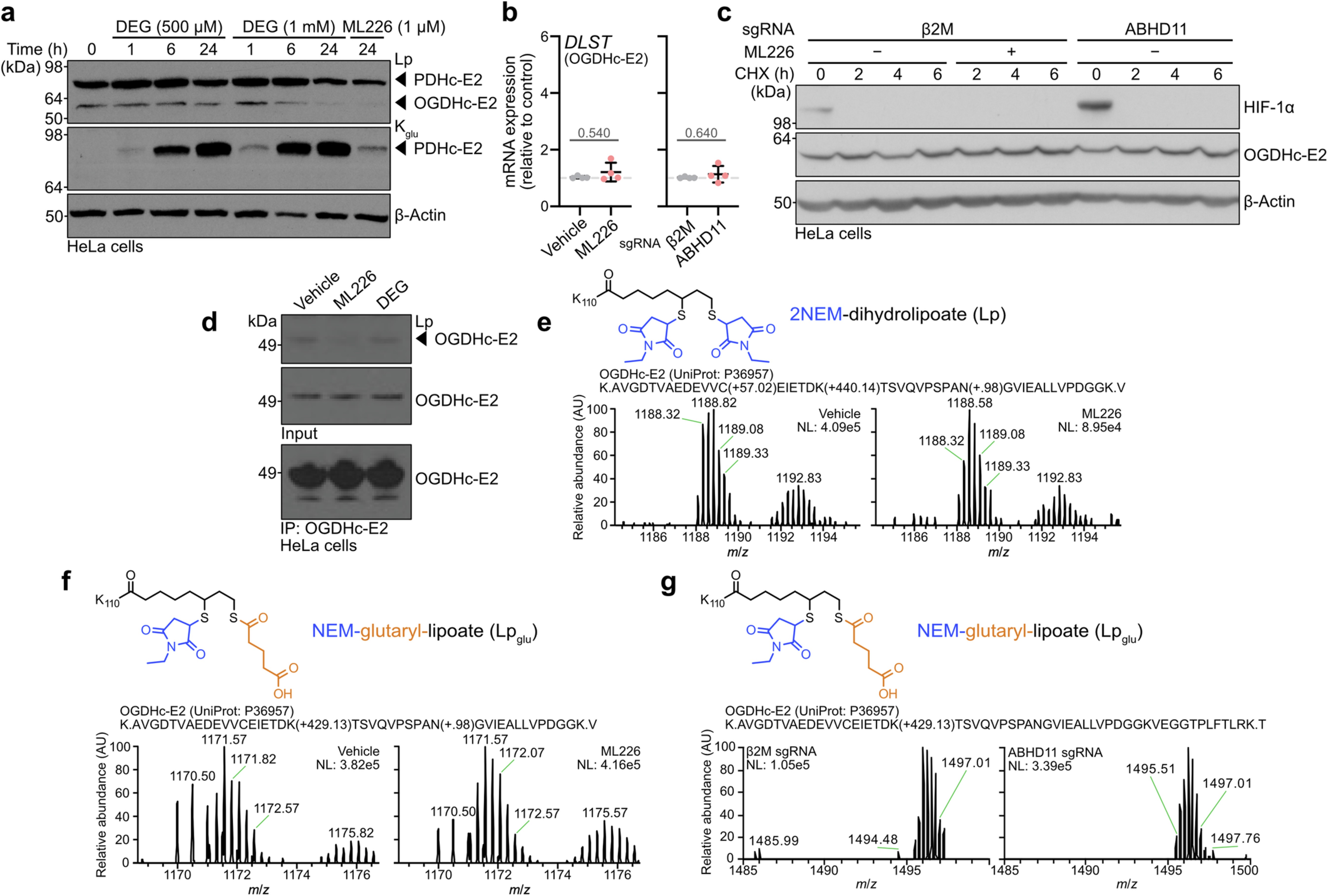 Extended Data Fig. 1: ABHD11 deficiency leads to the accumulation of glutaryl-lipoate adducts.
