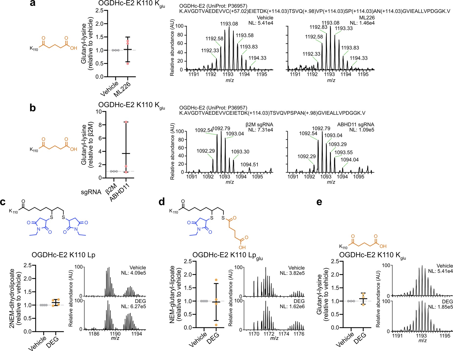 Extended Data Fig. 2: Lysine-glutarylation and lipoyl-glutarylation modifications following ABHD11 depletion or following glutarate pertubation.