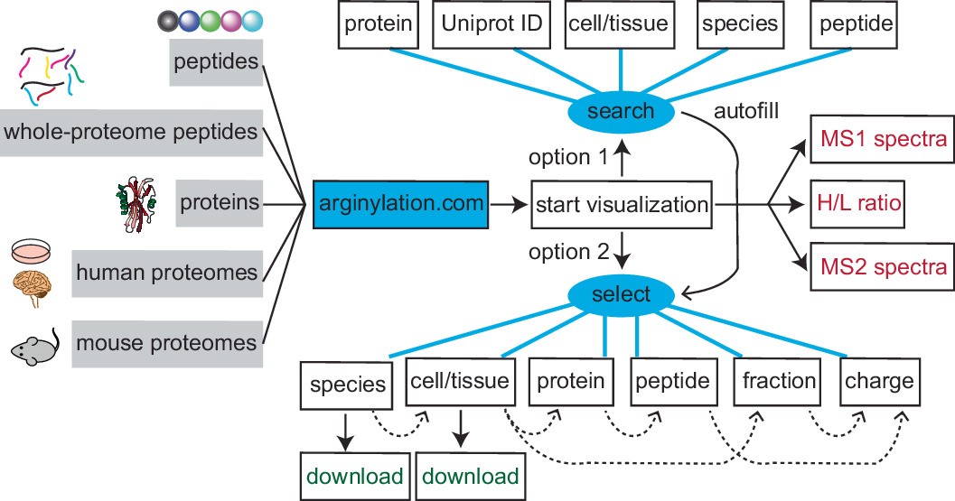 Extended Data Fig. 1: Design and flowchart of the arginylation database and its website.