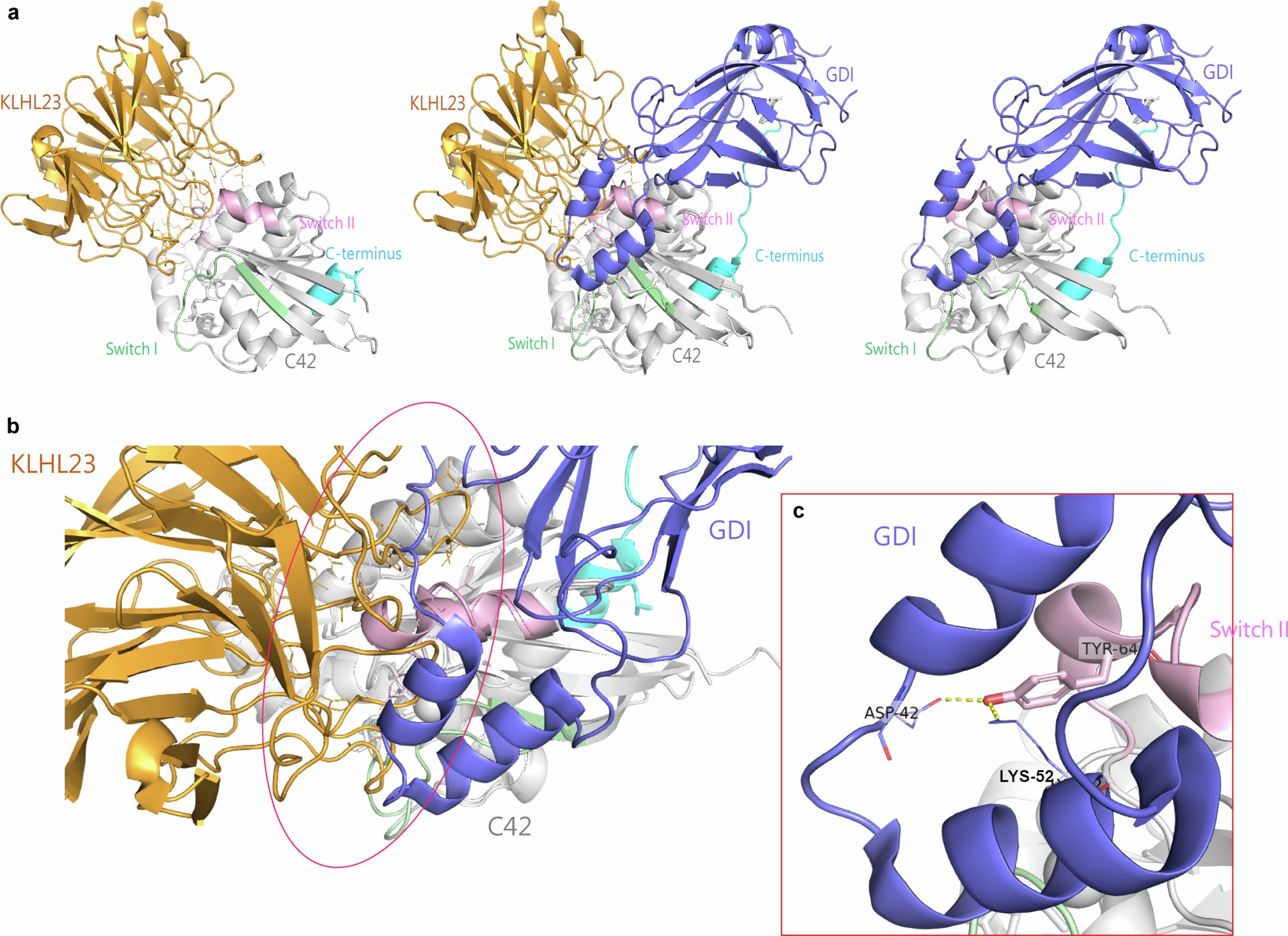 Extended Data Fig. 4: Ribbon representation of binding of the KLHL domain of KLHL23 and RhoGDI to CDC42.