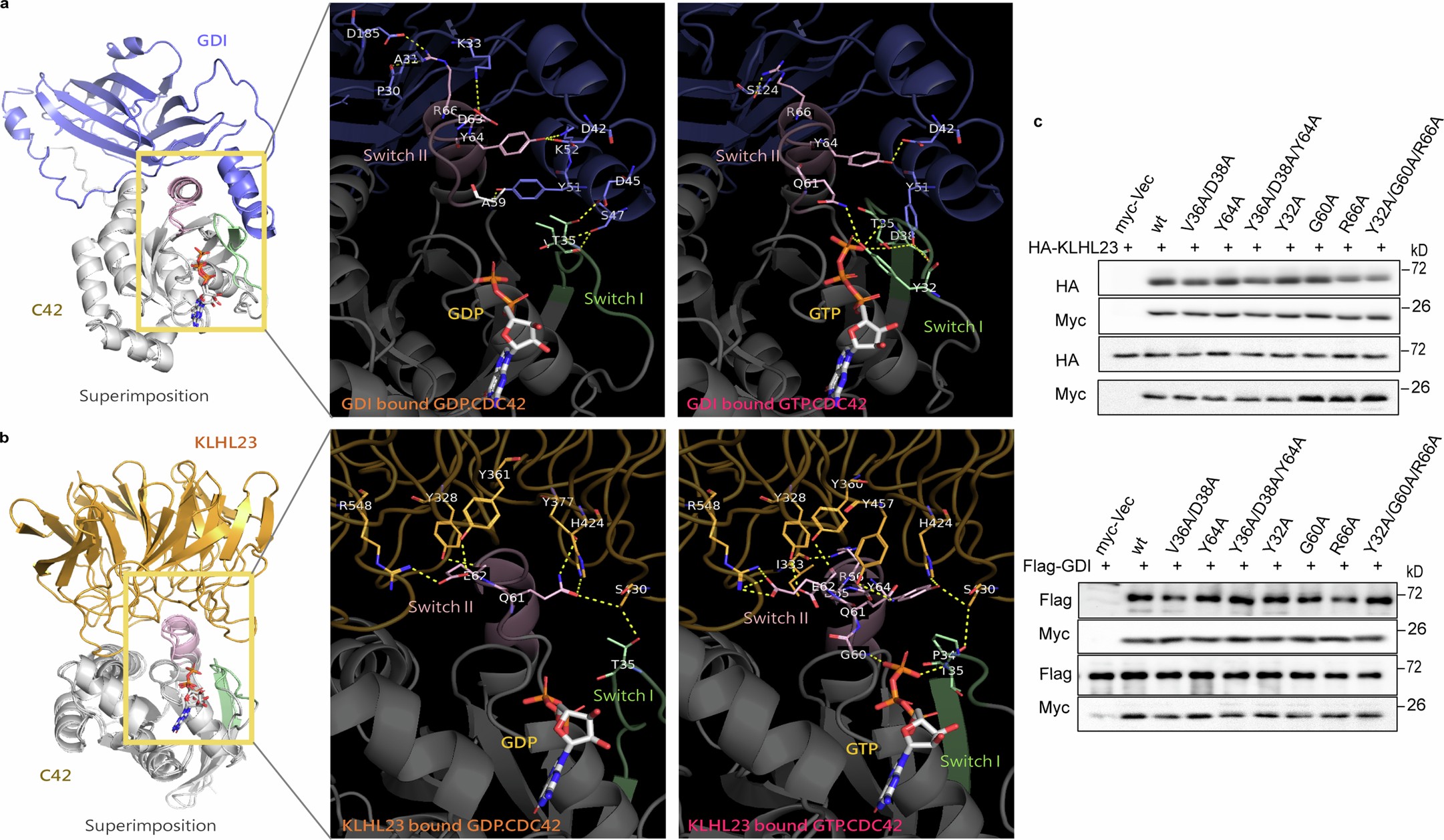 Extended Data Fig. 6: GDP or GTP promotes CDC42 binding preference to RhoGDI or KLHL23.